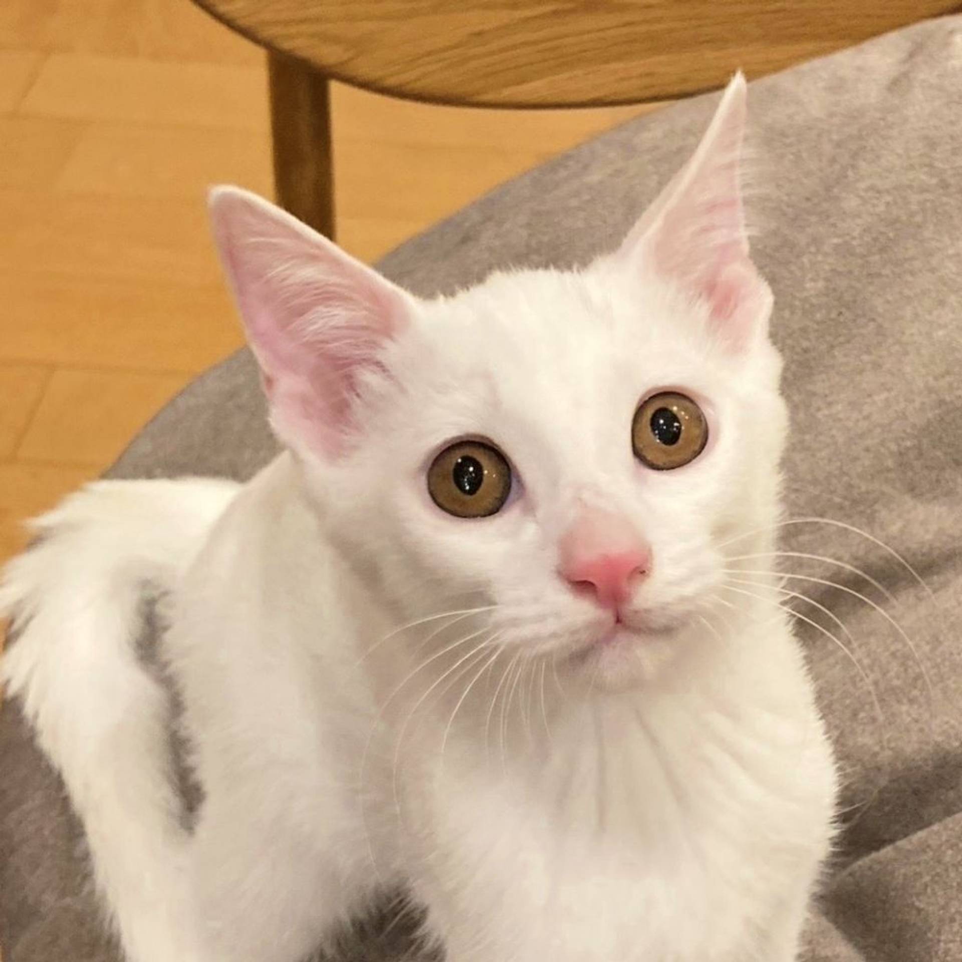 雑種（ミックス猫）・オスの里親募集の写真