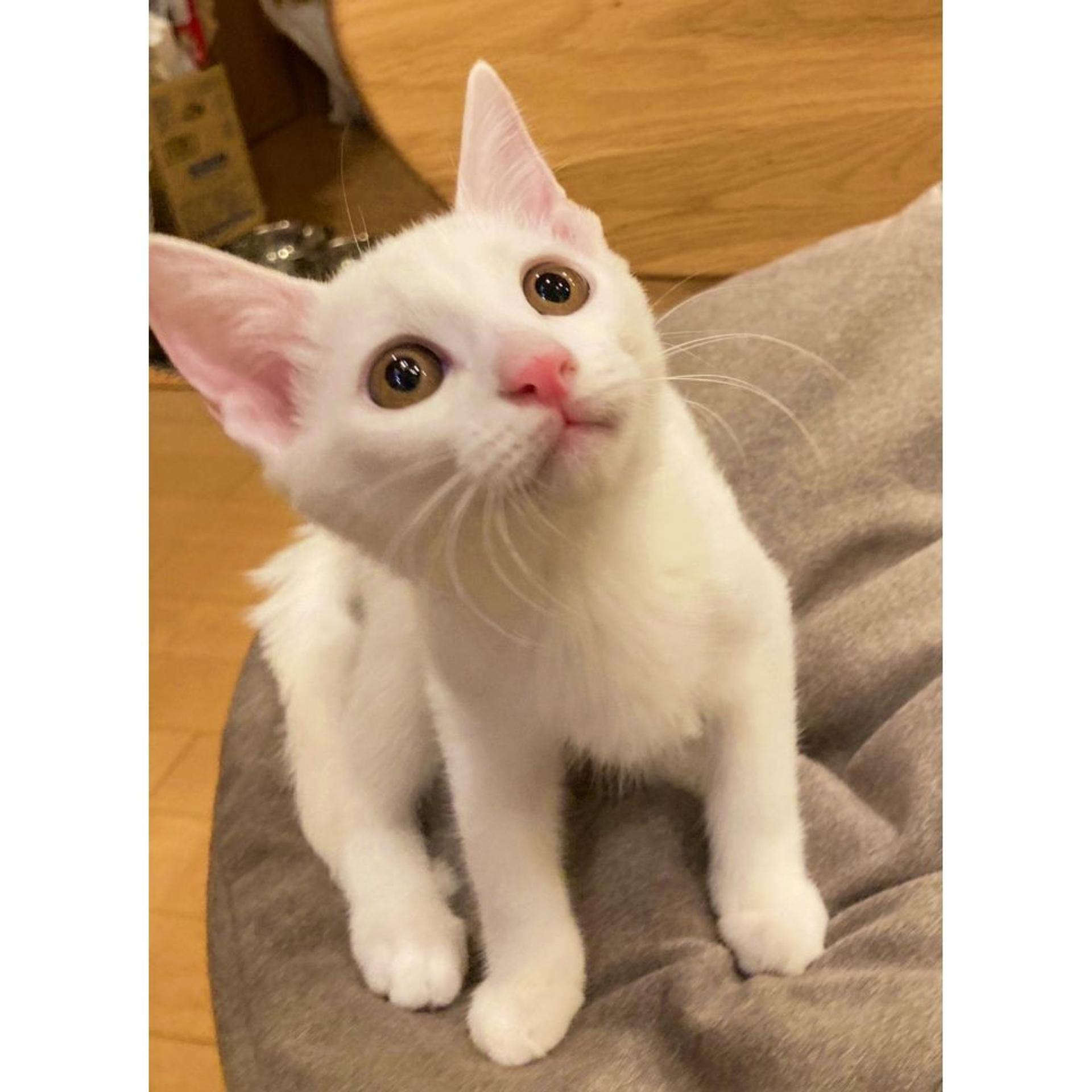 pet-image-3