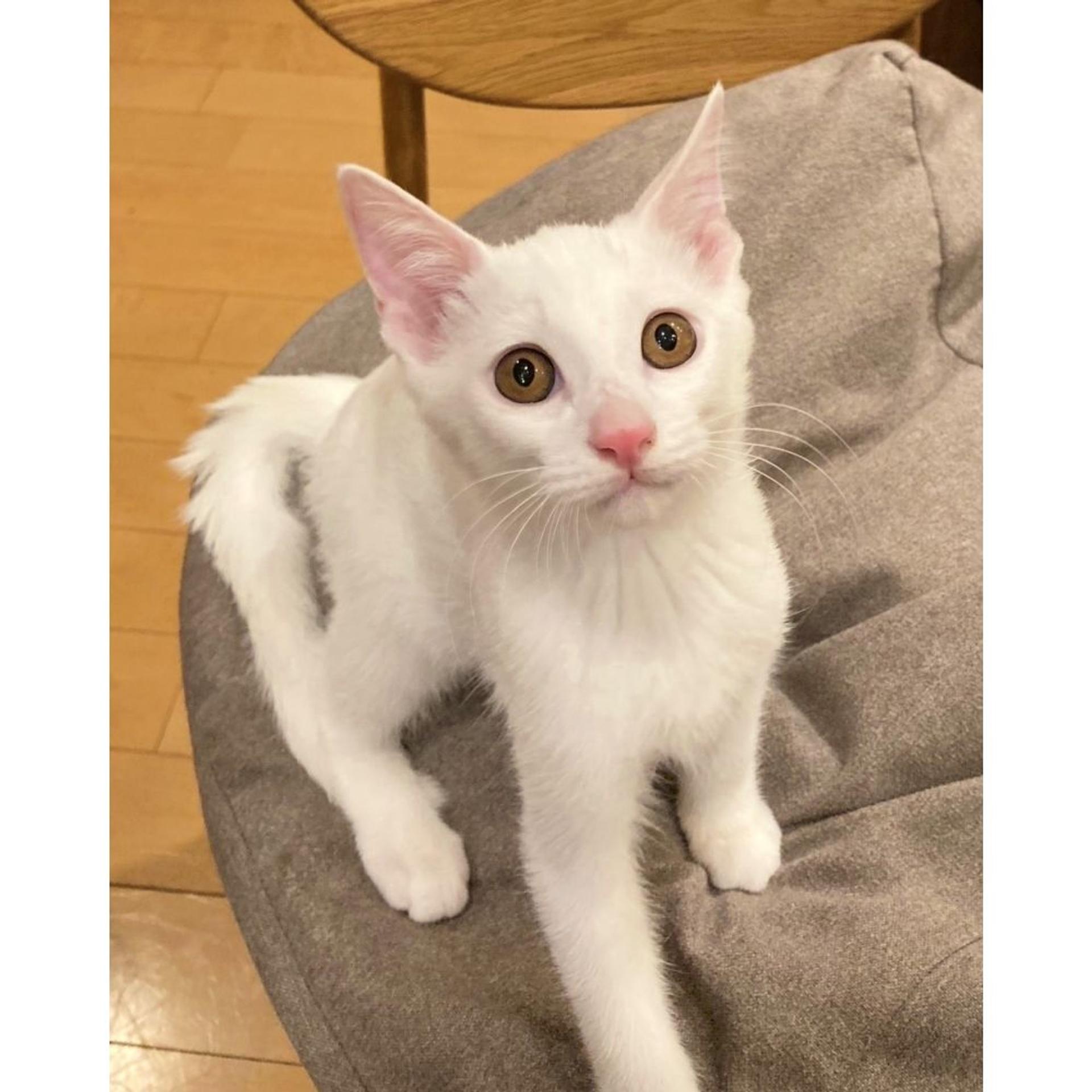 pet-image-5