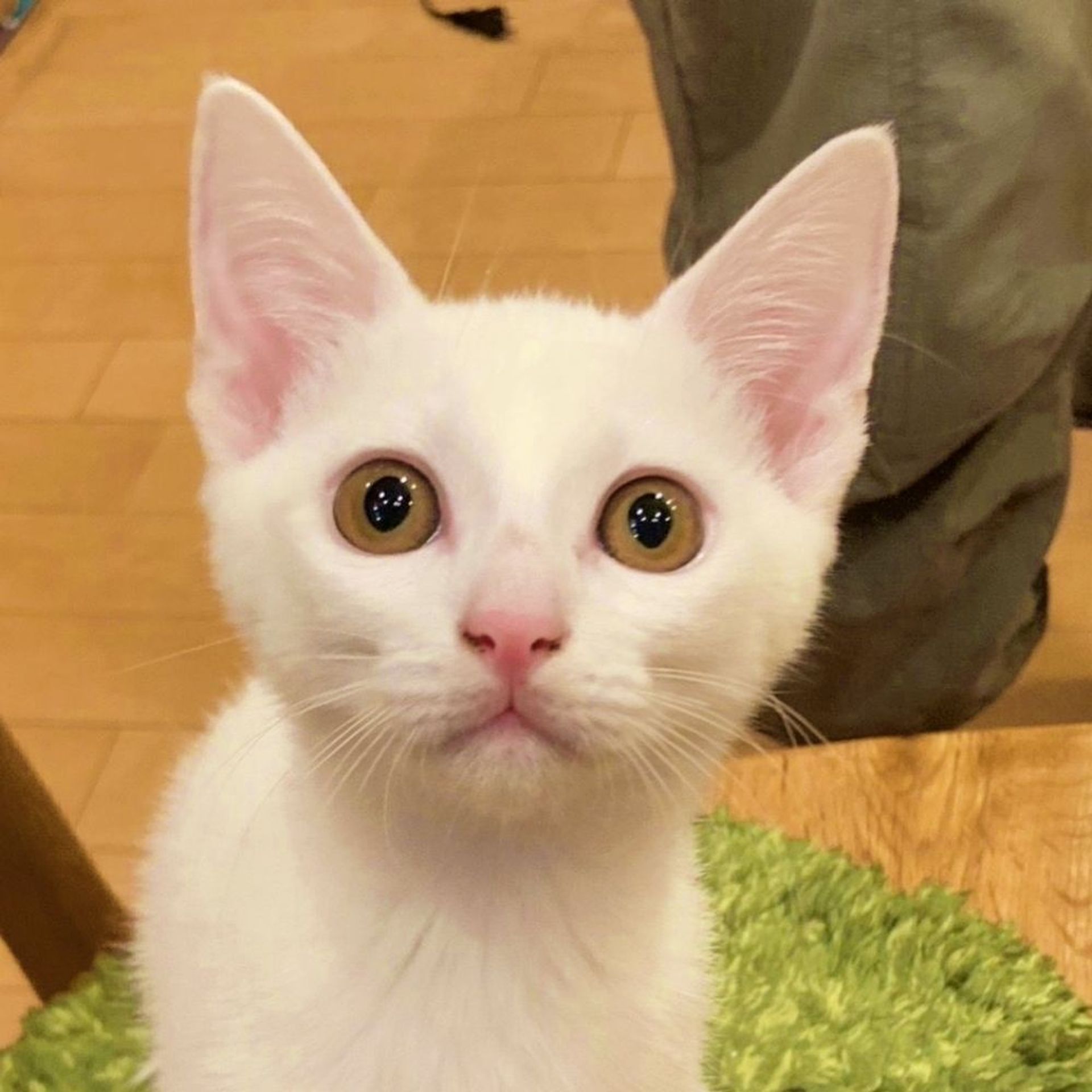 雑種（ミックス猫）・オスの里親募集の写真