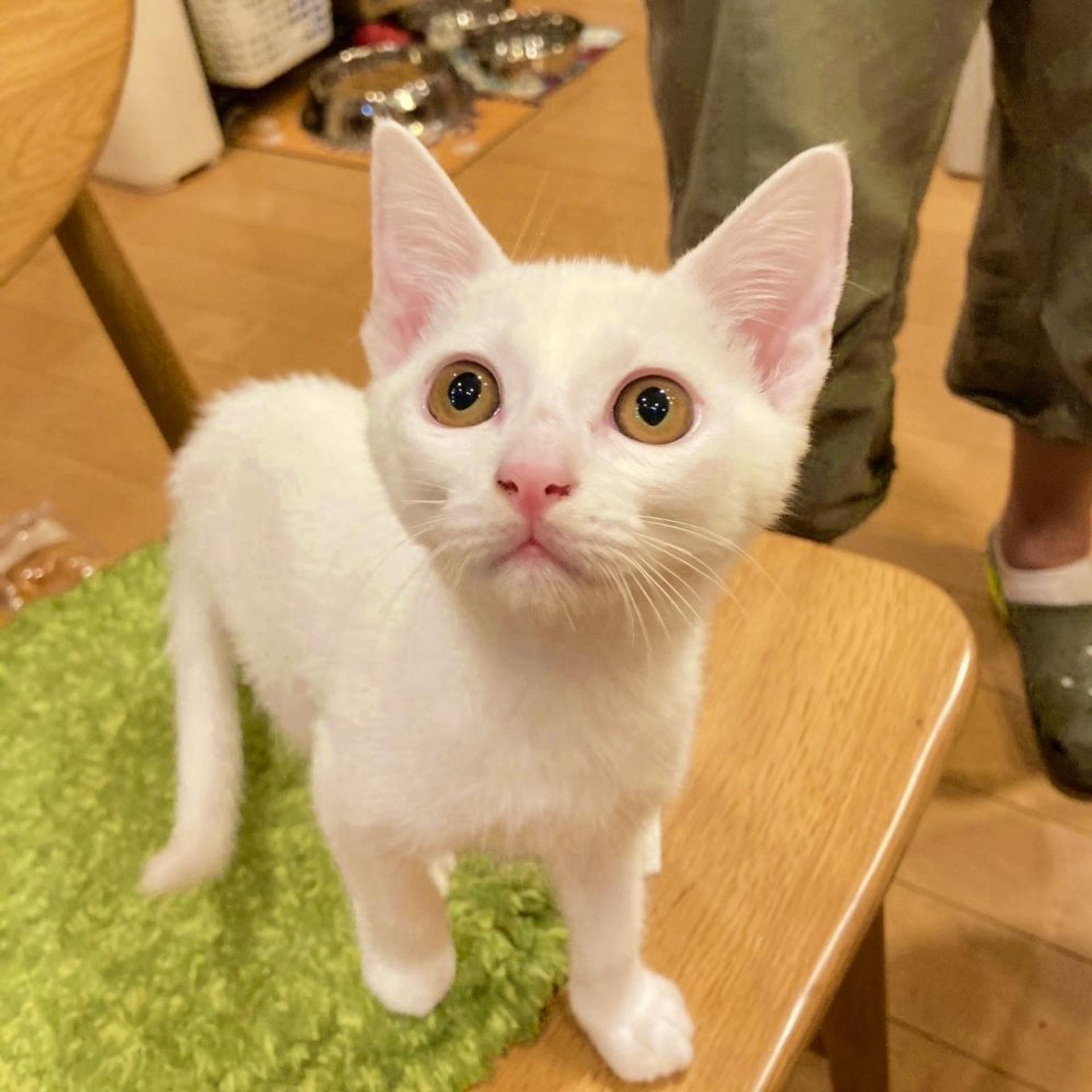pet-image-2