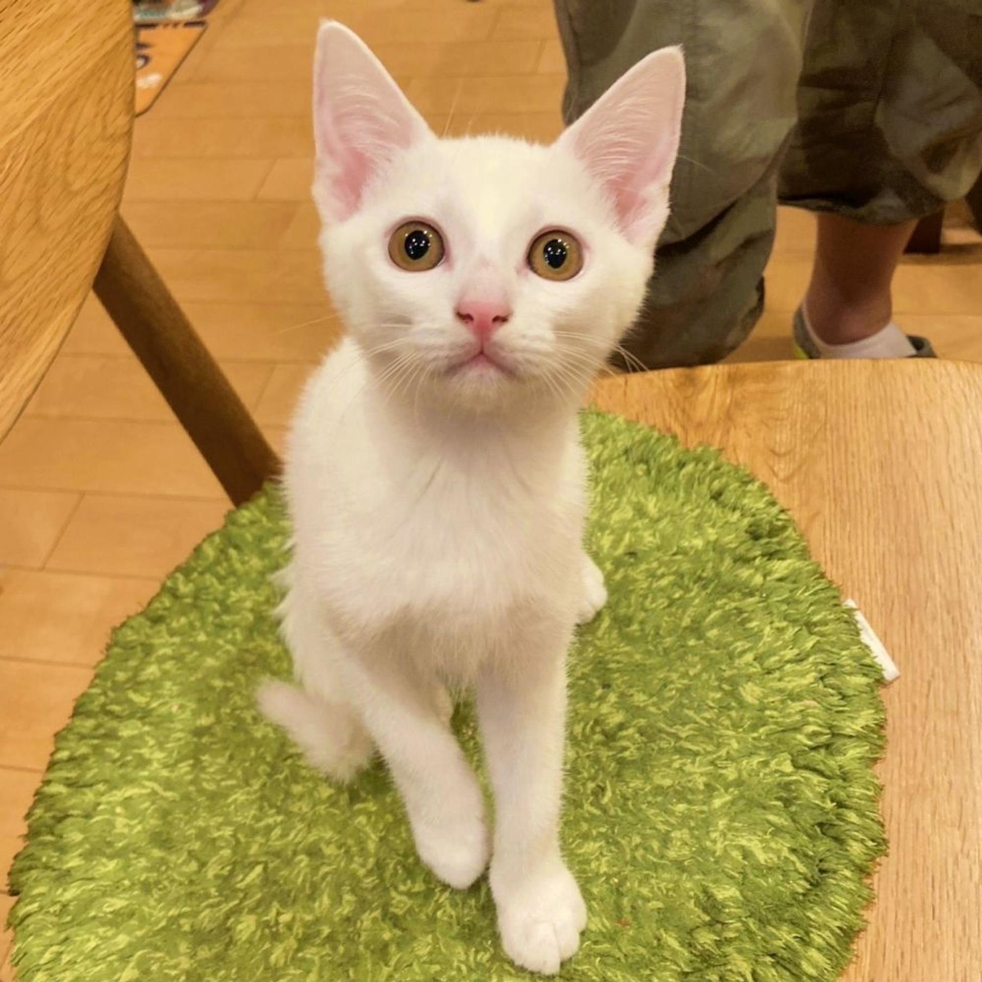 pet-image-3