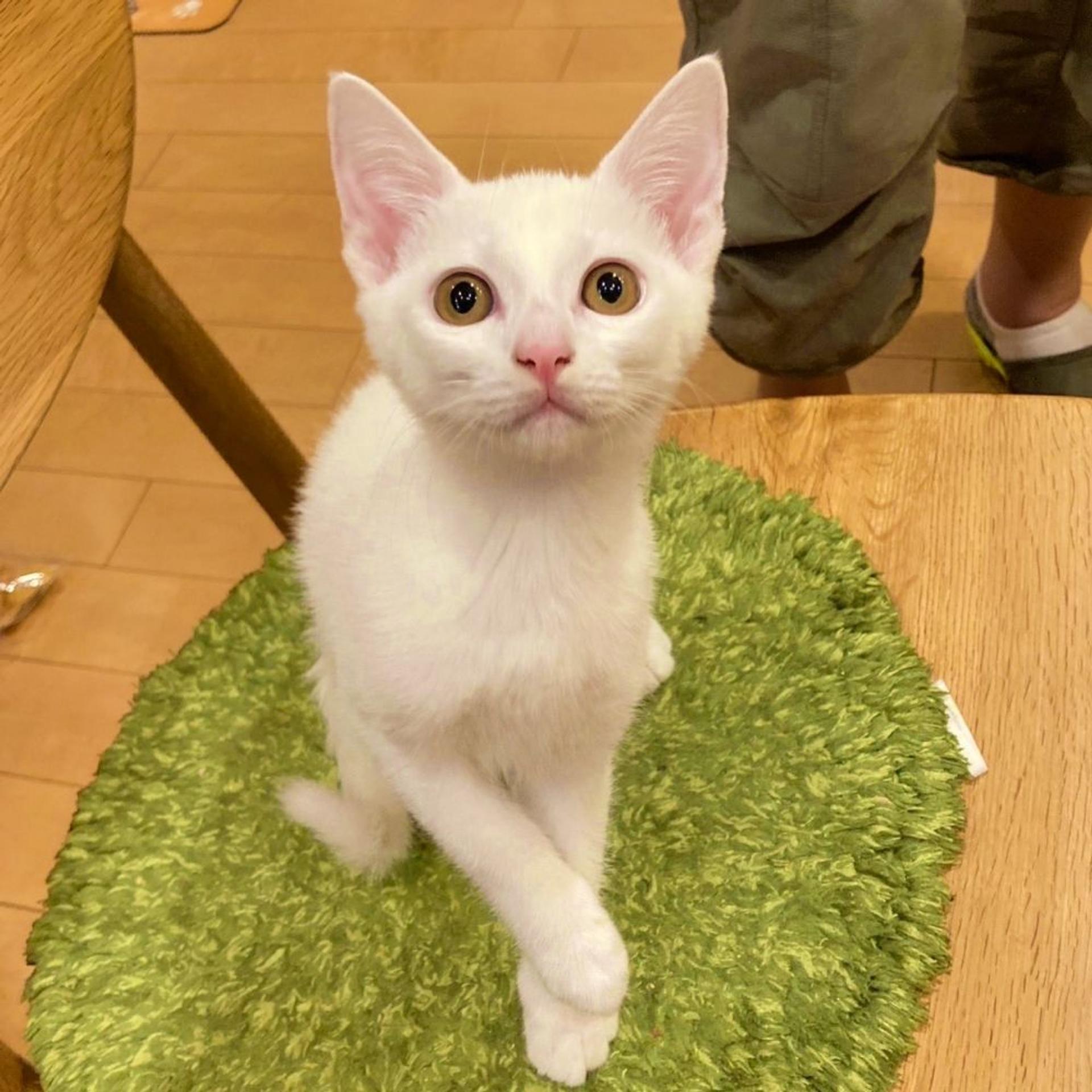pet-image-5
