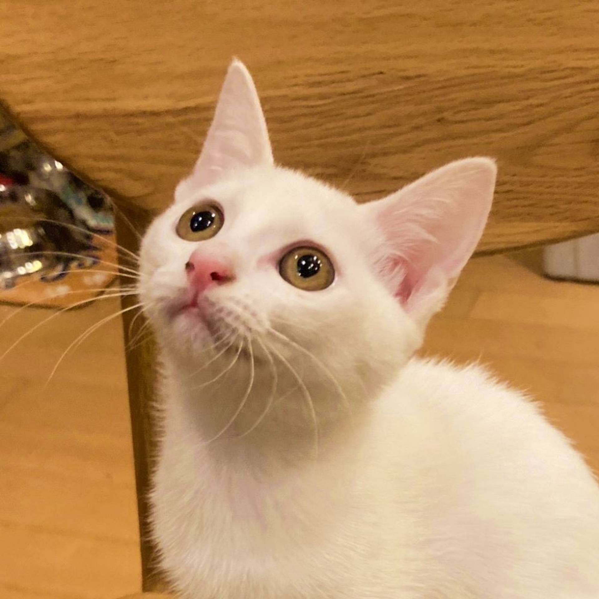 雑種（ミックス猫）・メスの里親募集の写真