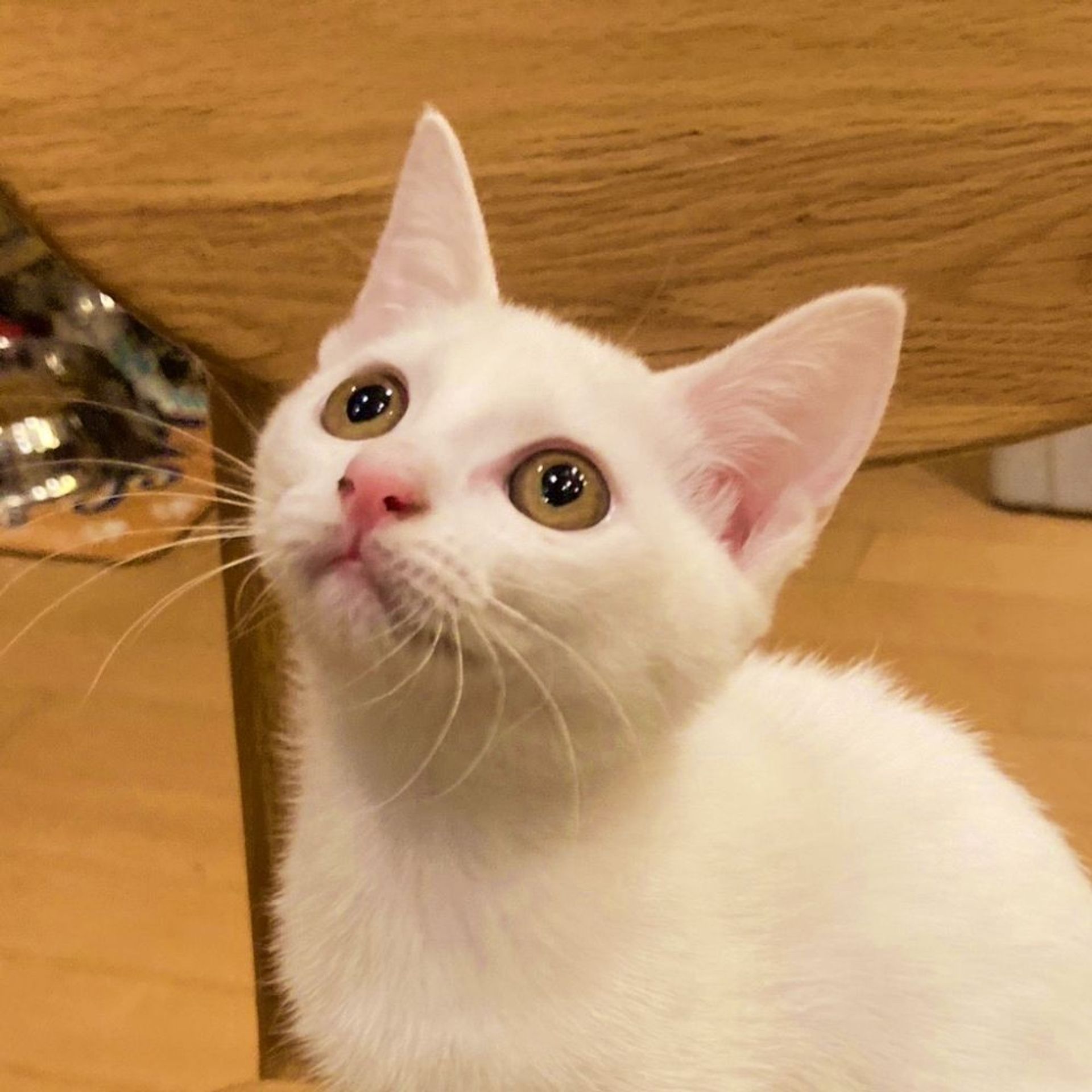 雑種（ミックス猫）・メスの里親募集の写真