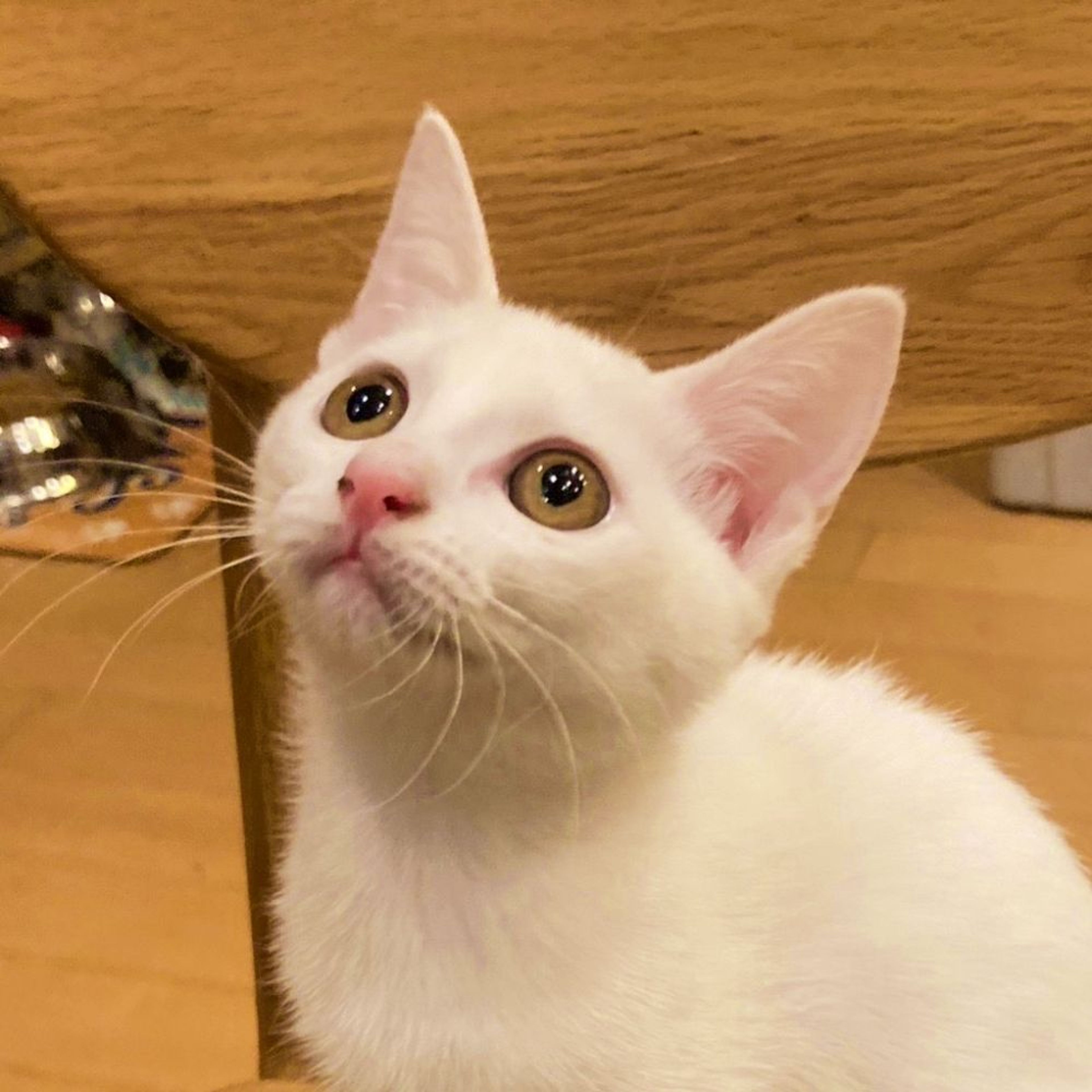 雑種（ミックス猫）・メスの里親募集の写真