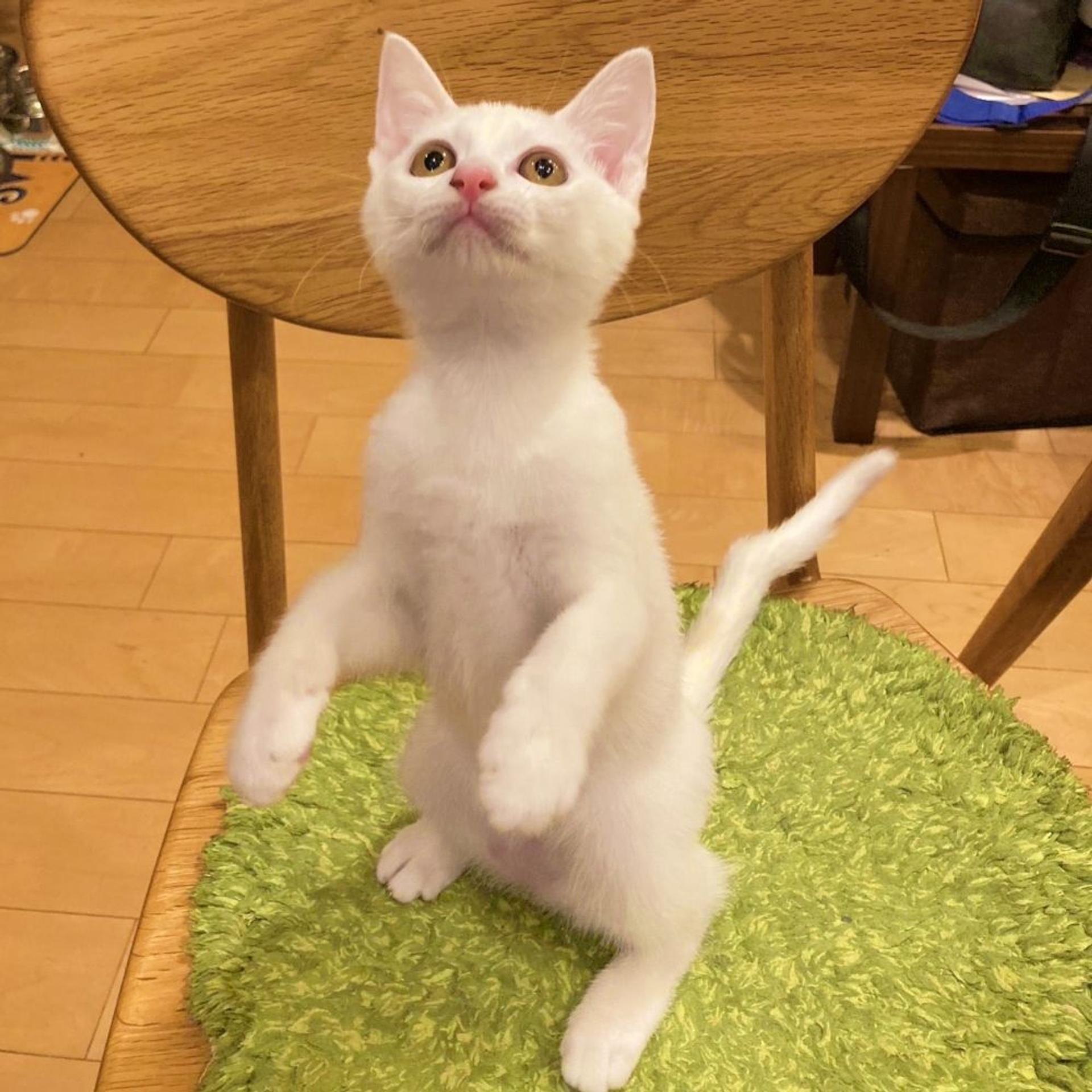 pet-image-4