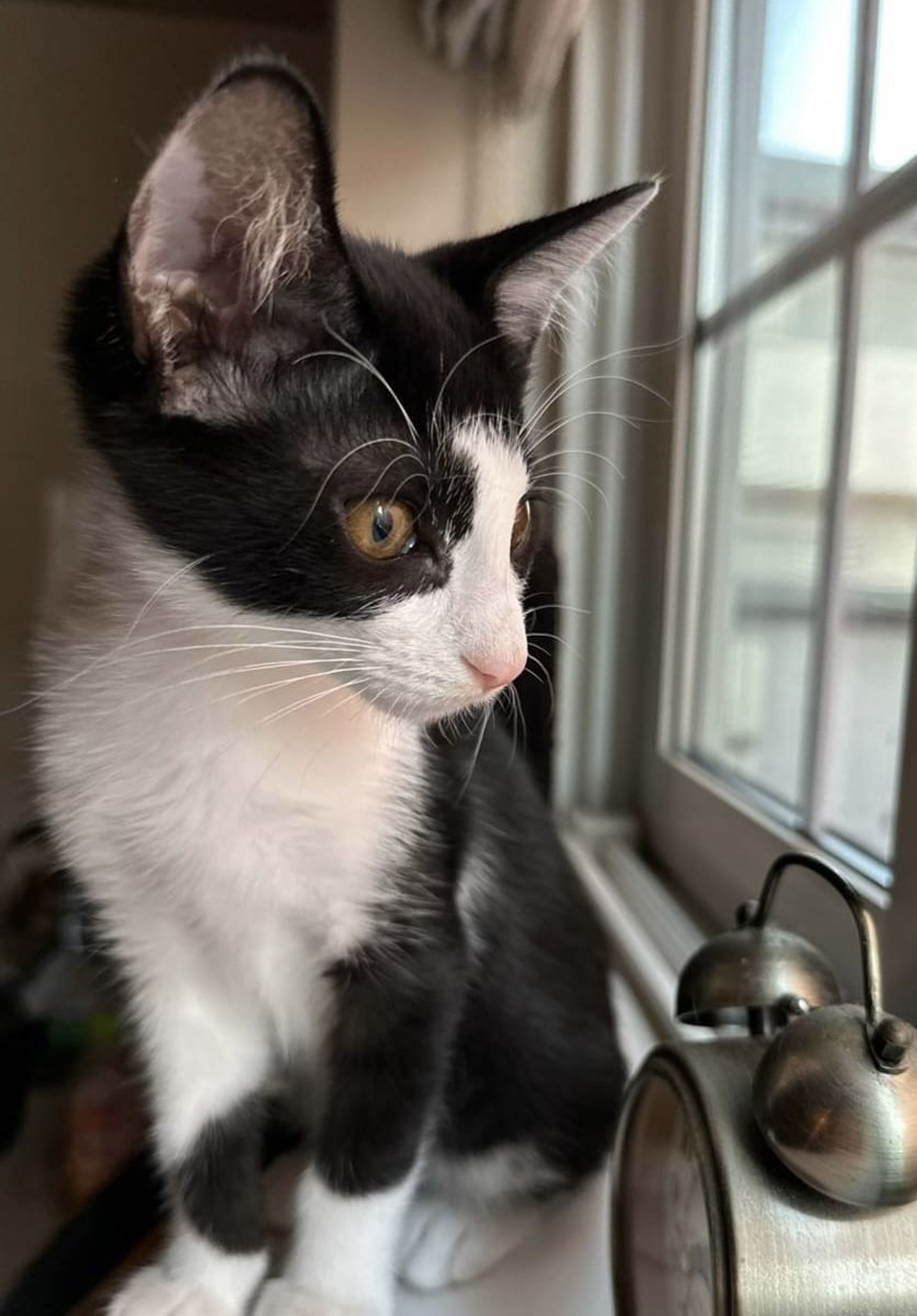 pet-image-3