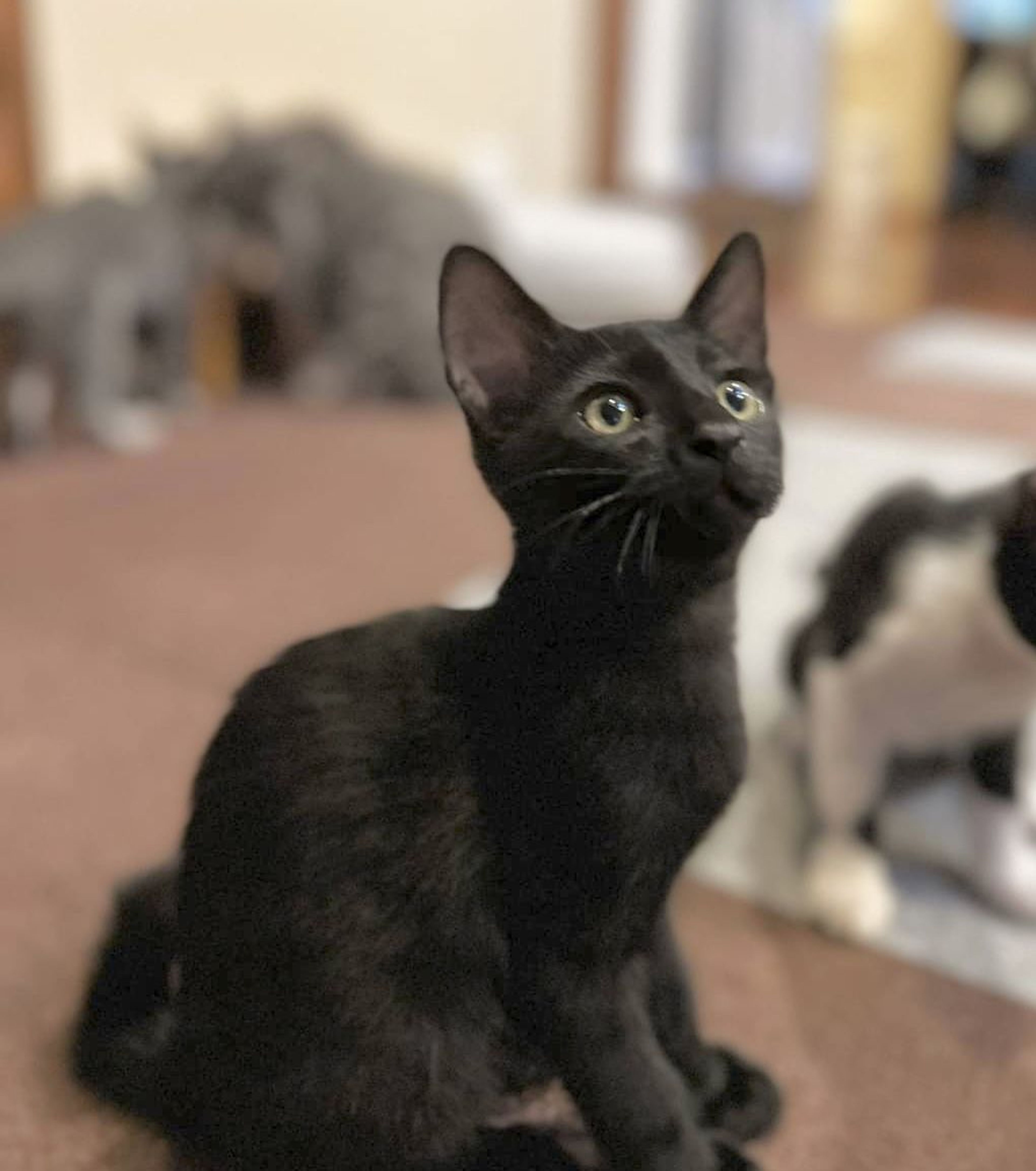 pet-image-2
