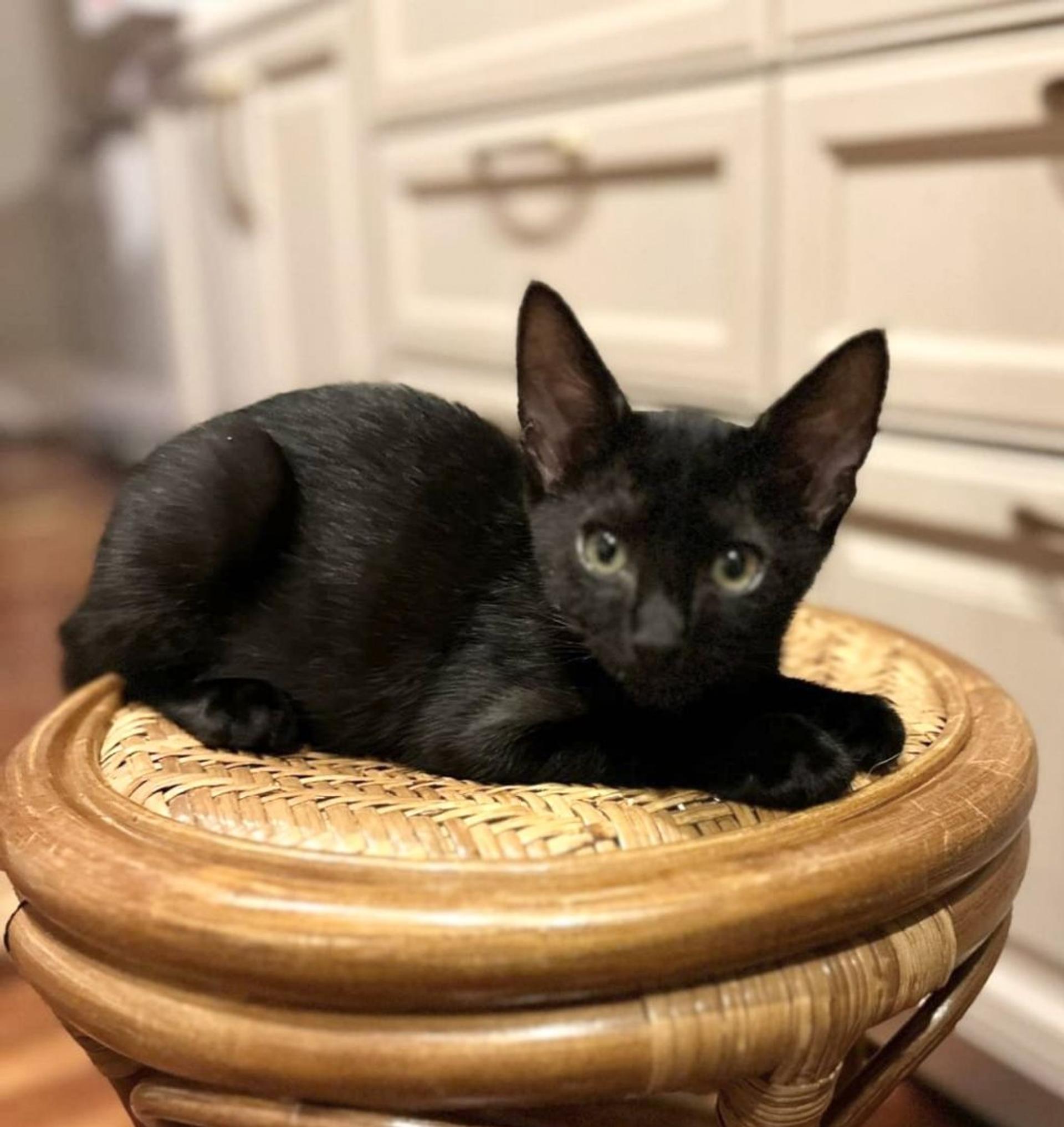 pet-image-3