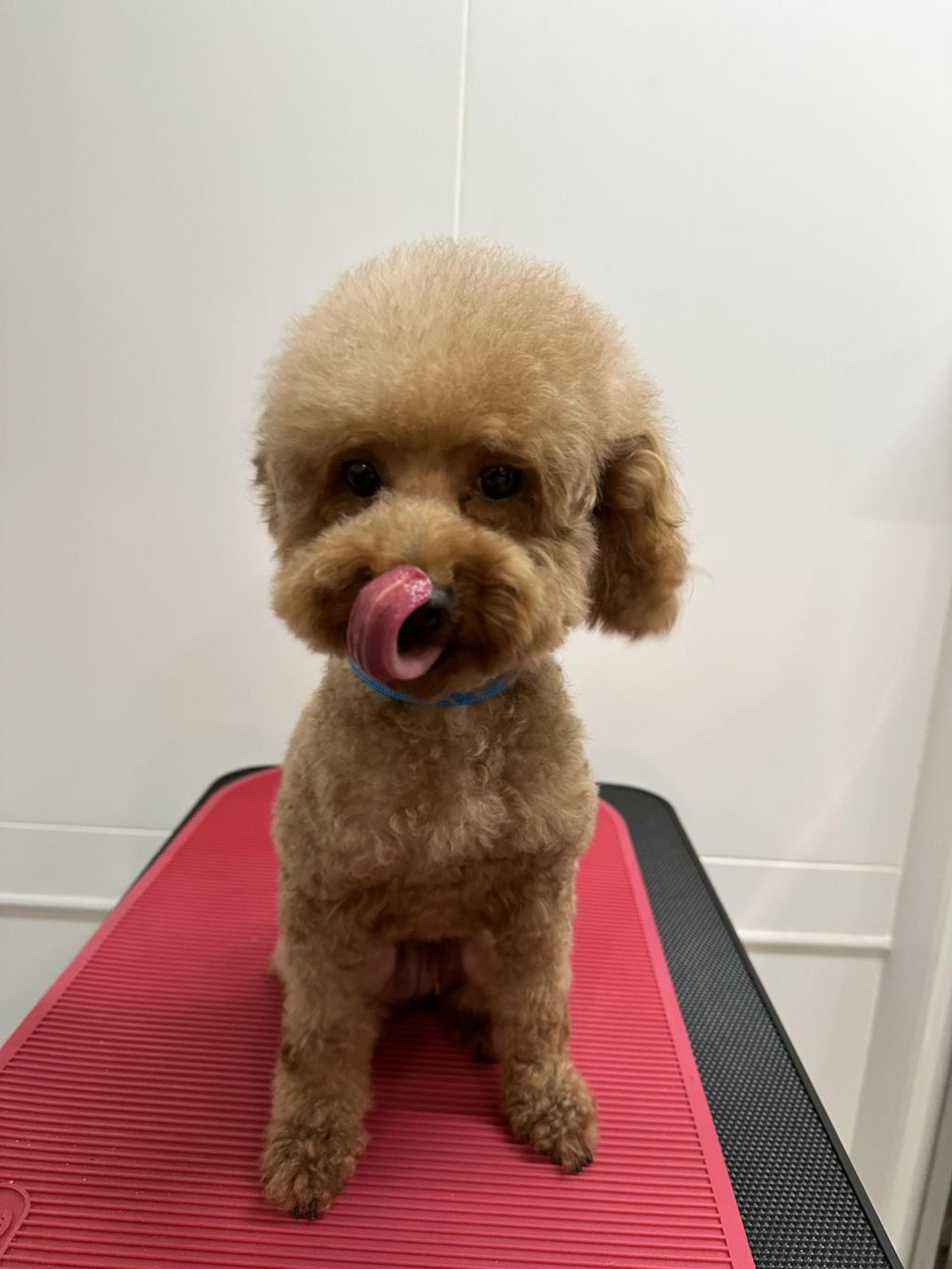 pet-image-2