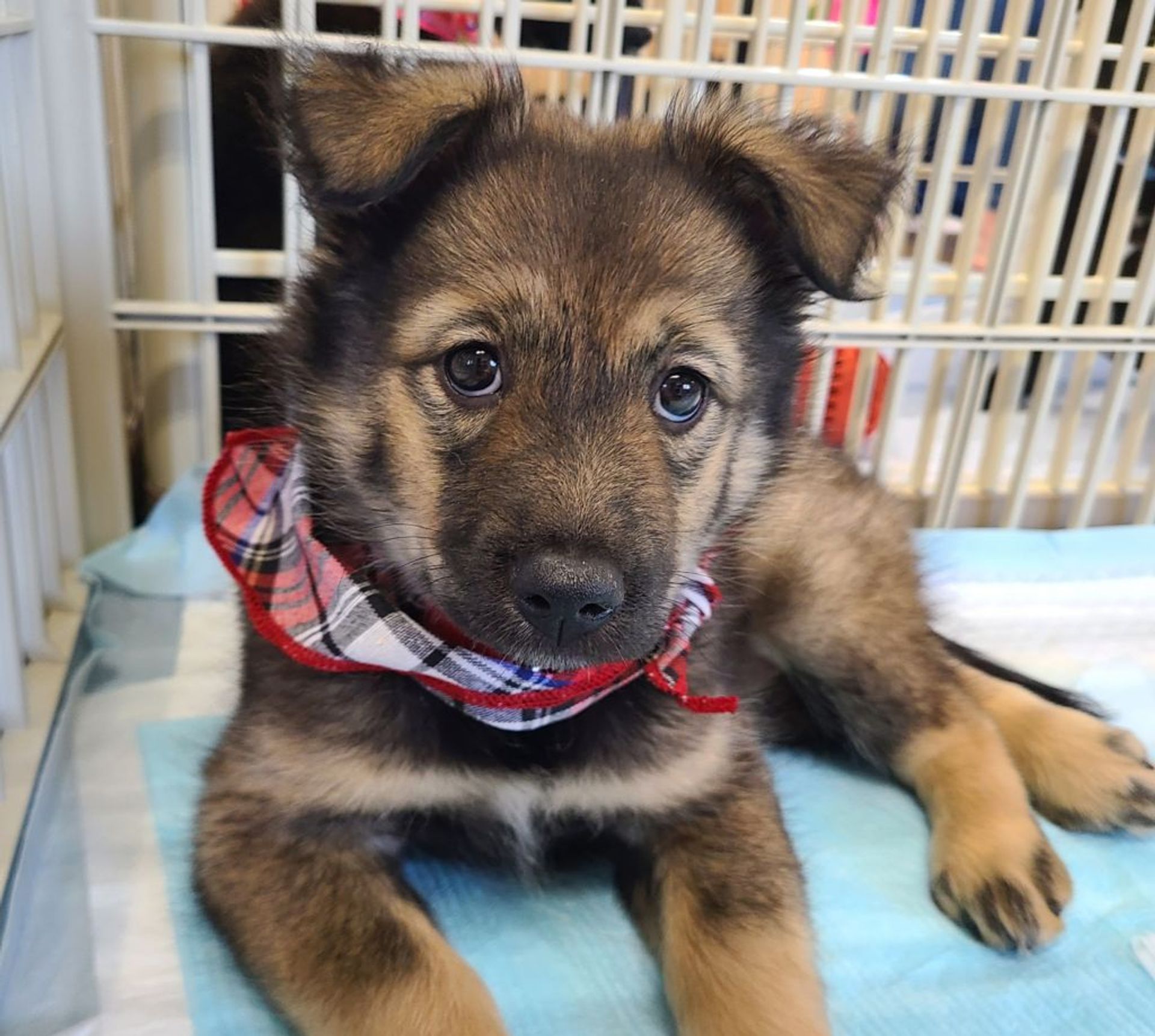 雑種（ミックス犬）・メスの里親募集の写真