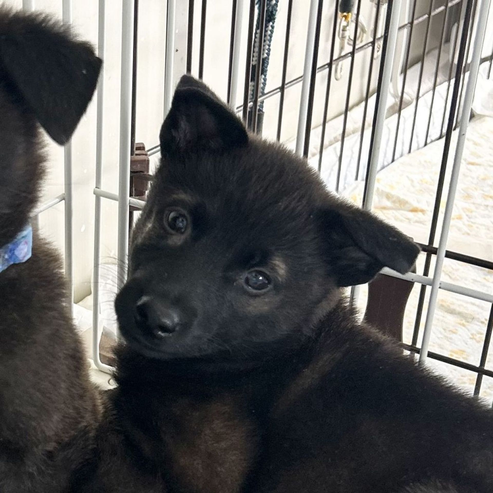 雑種（ミックス犬）・メスの里親募集の写真