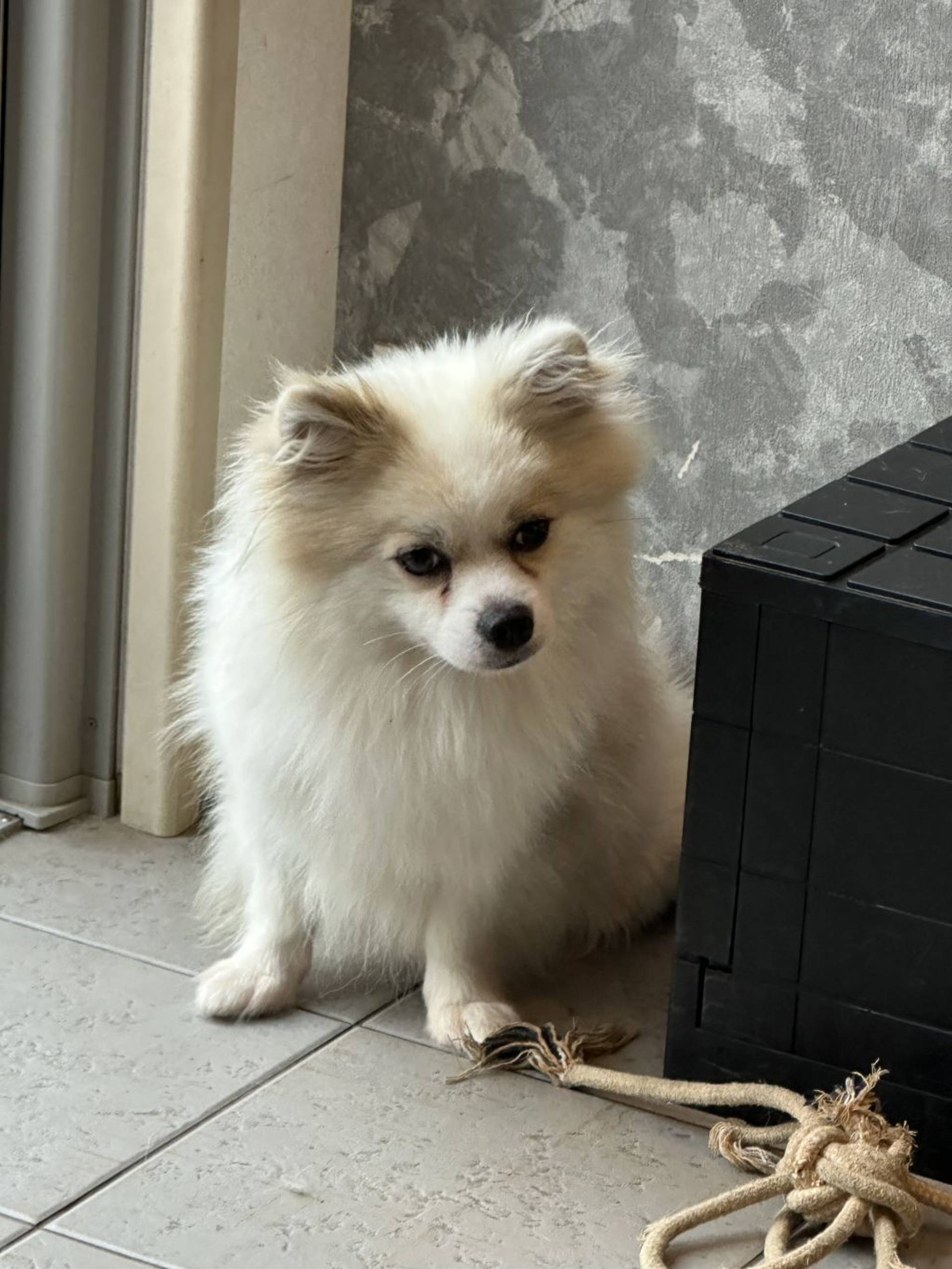 雑種（ミックス犬）・オスの里親募集の写真