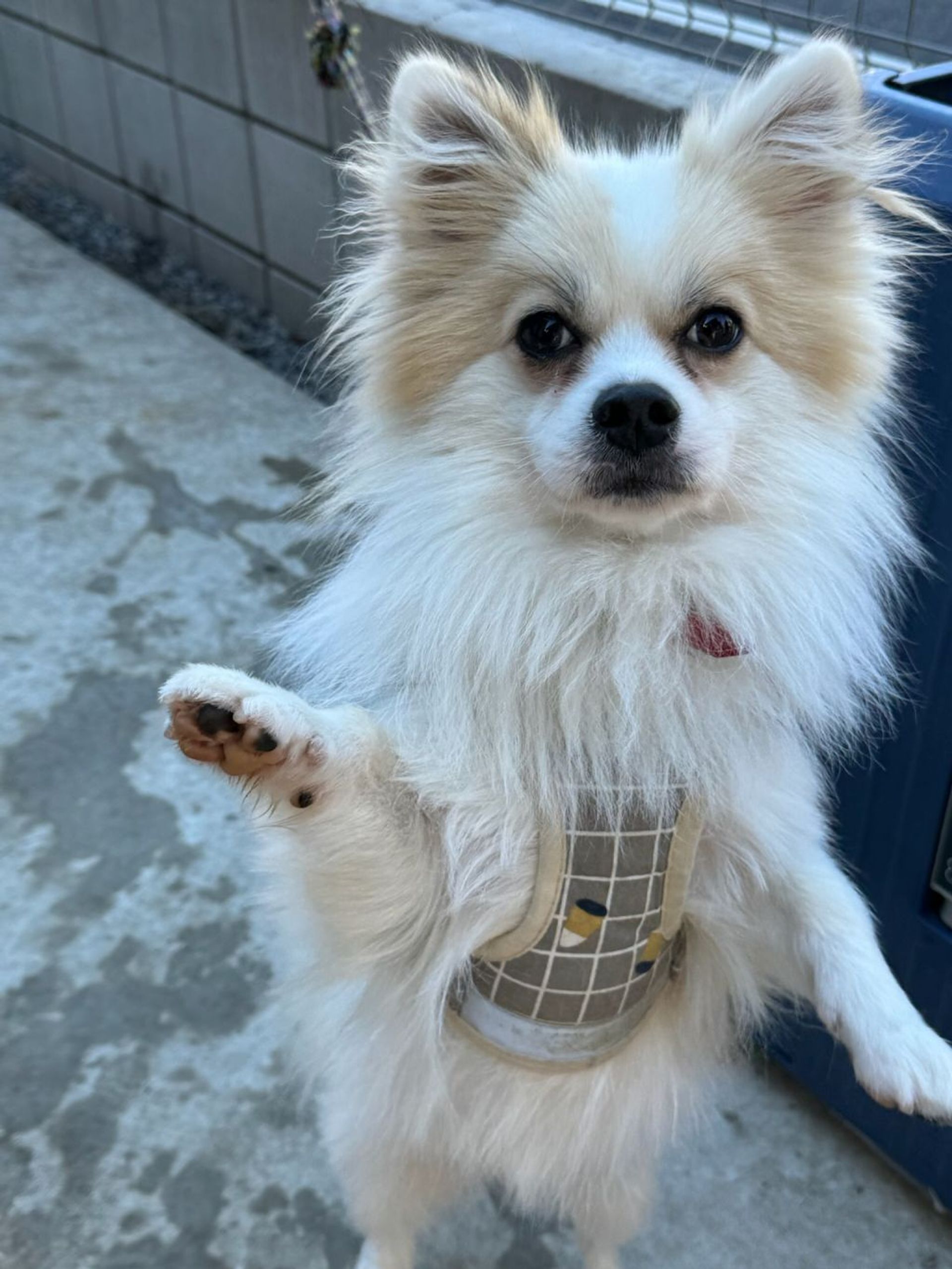雑種（ミックス犬）・オスの里親募集の写真