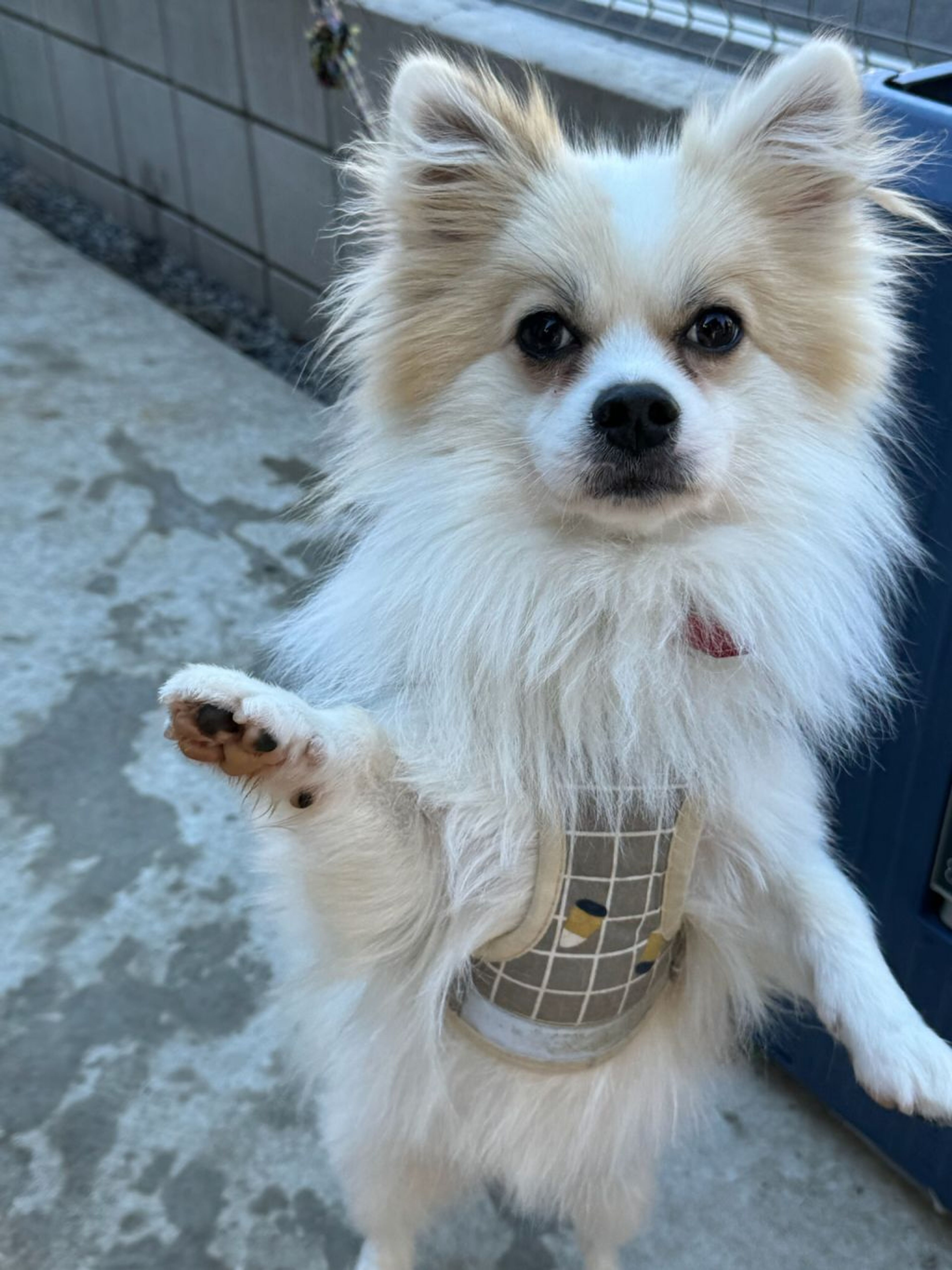 pet-image-2
