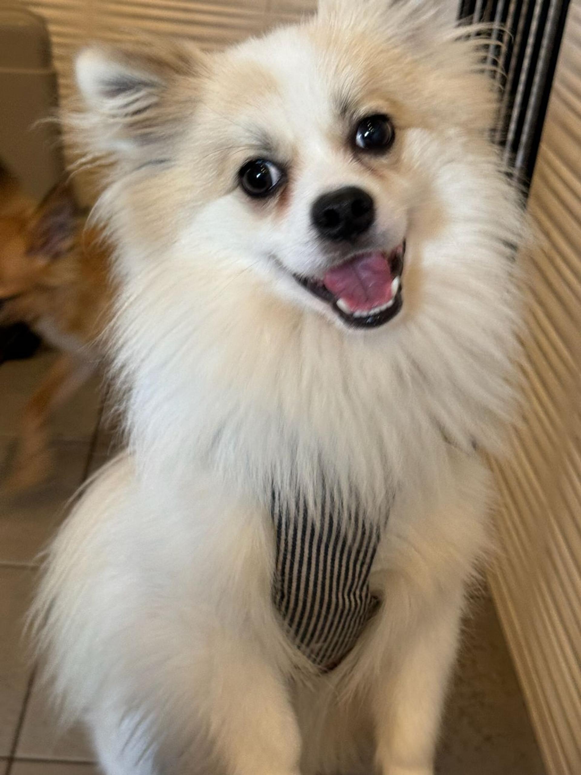 pet-image-3