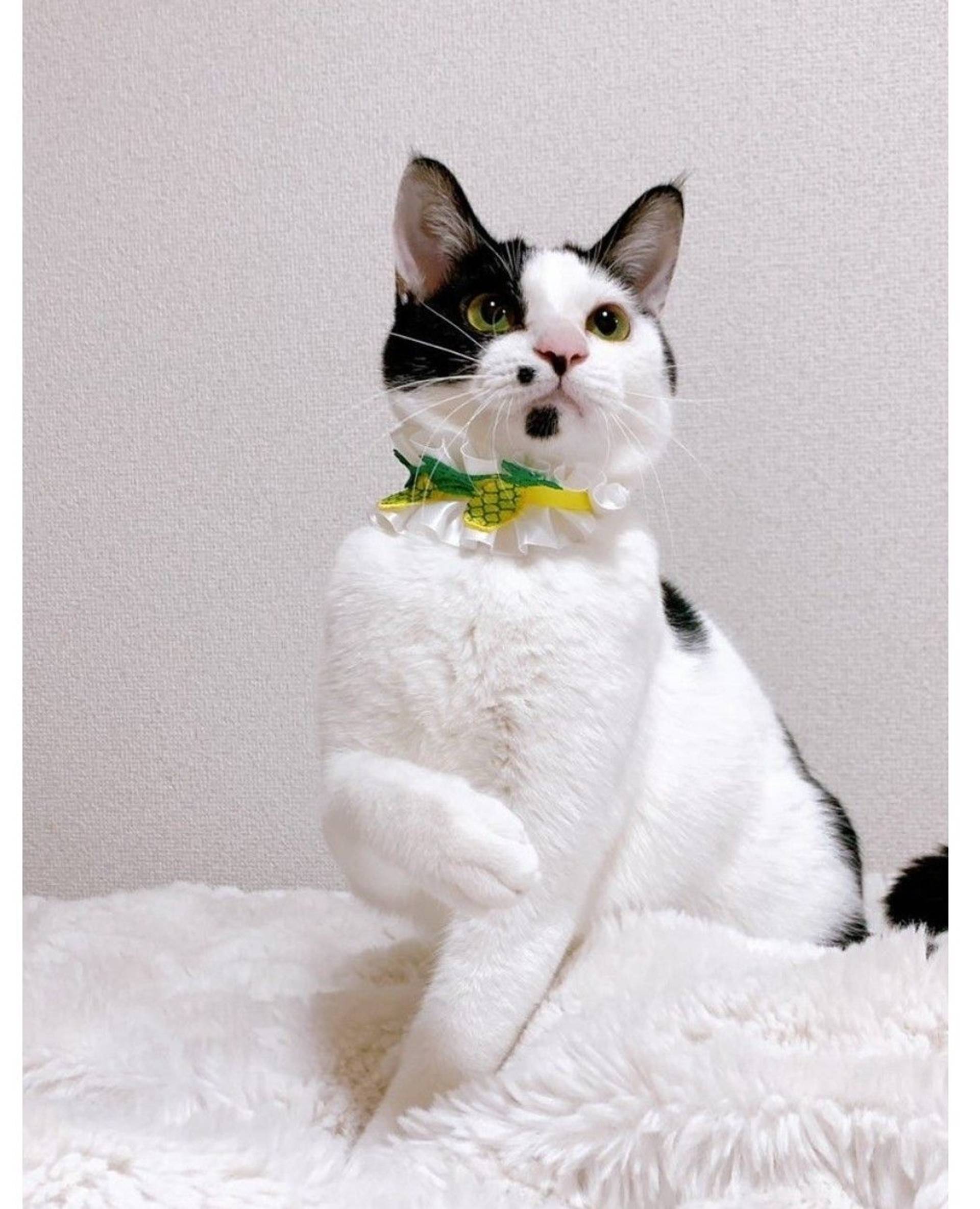 雑種（ミックス猫）・オスの里親募集の写真