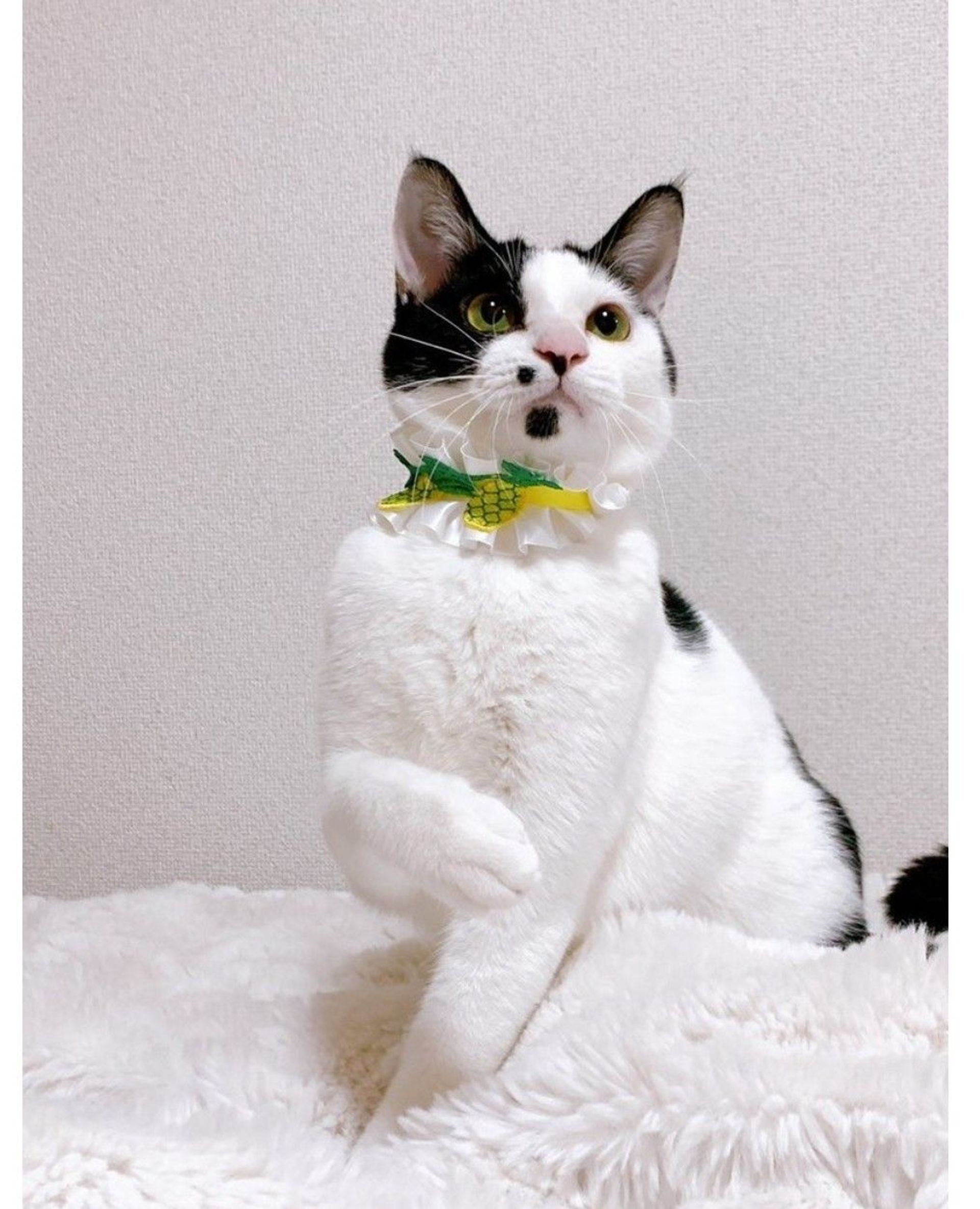 雑種（ミックス猫）・オスの里親募集の写真