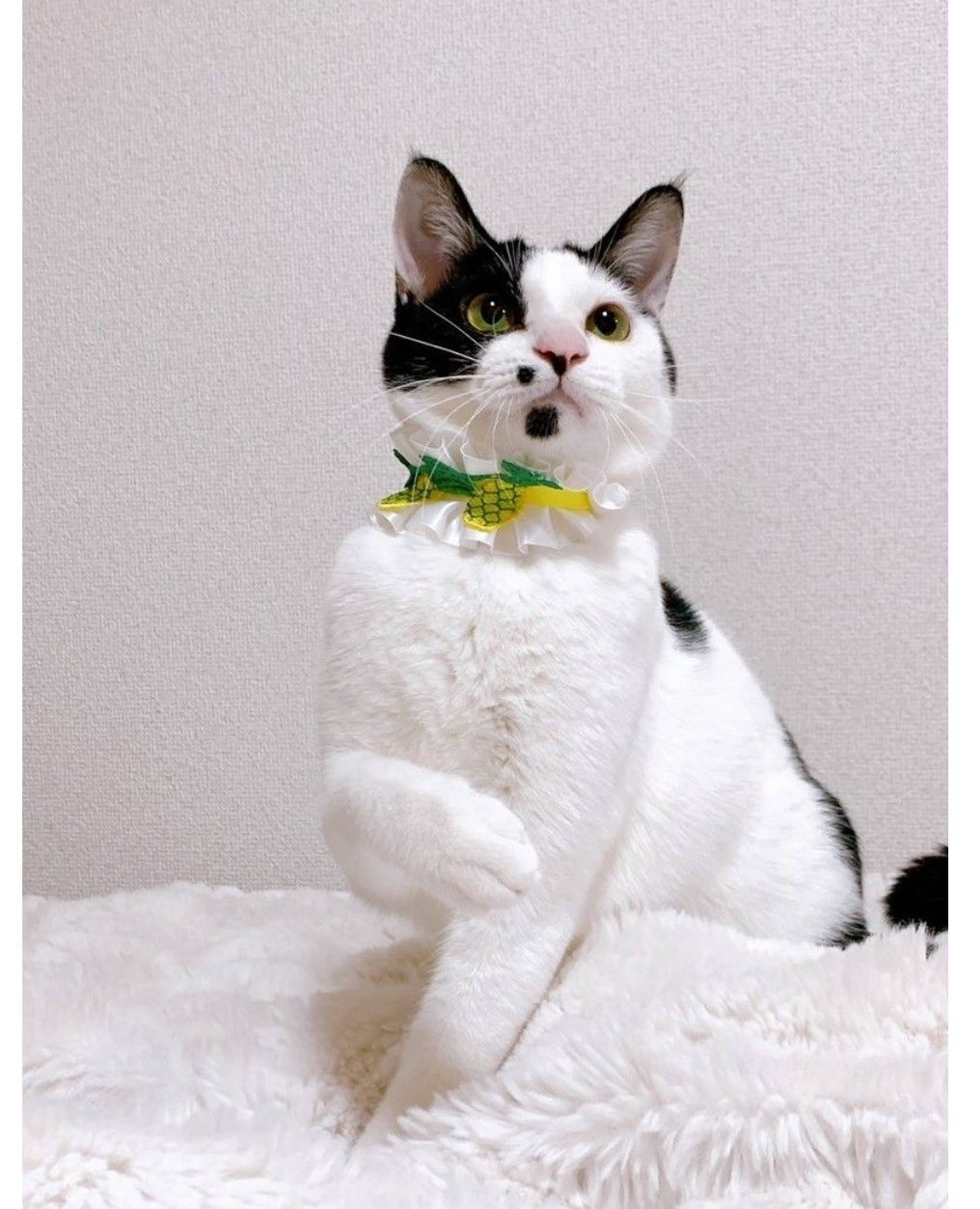 雑種（ミックス猫）・オスの里親募集の写真