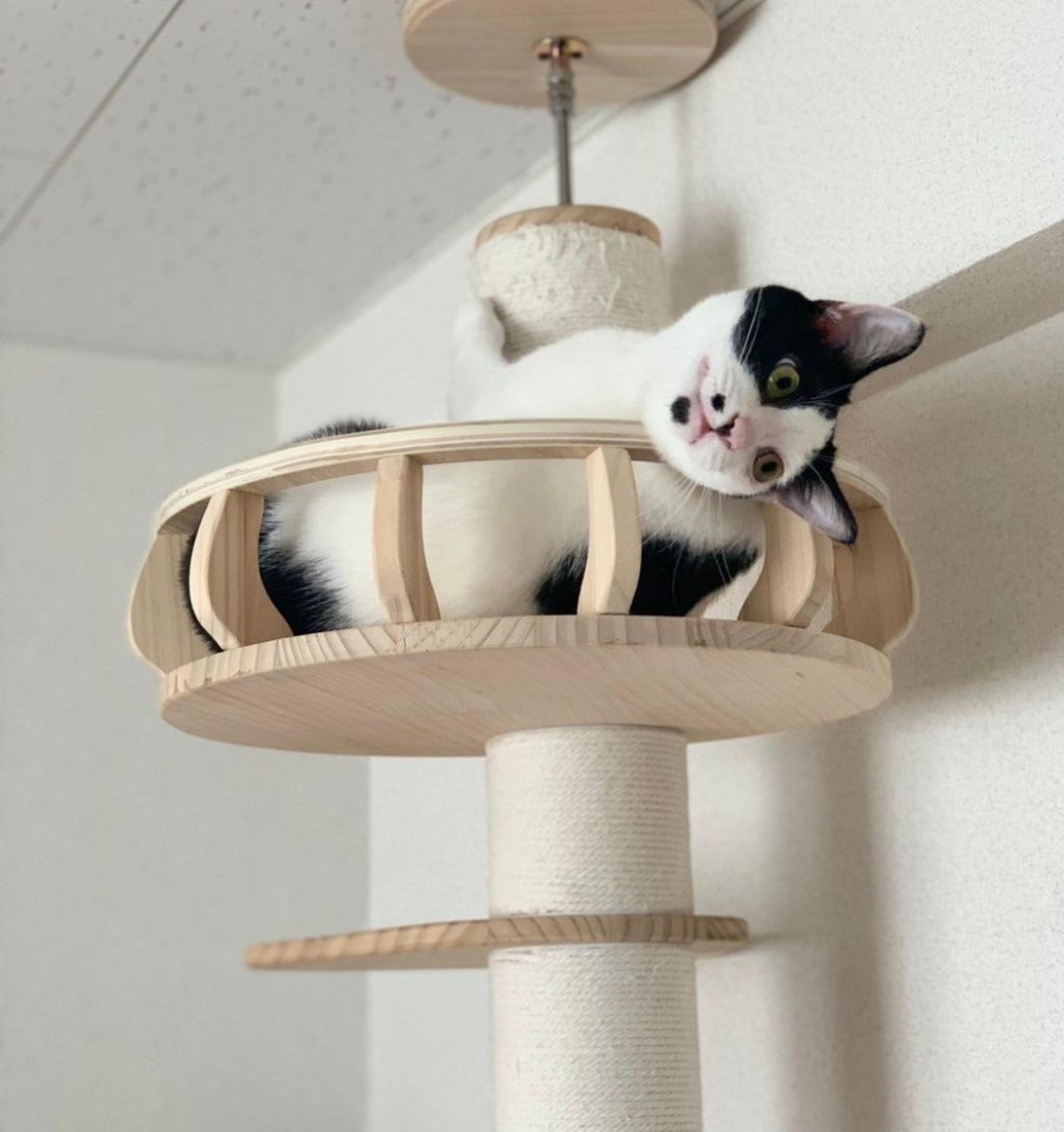 pet-image-3