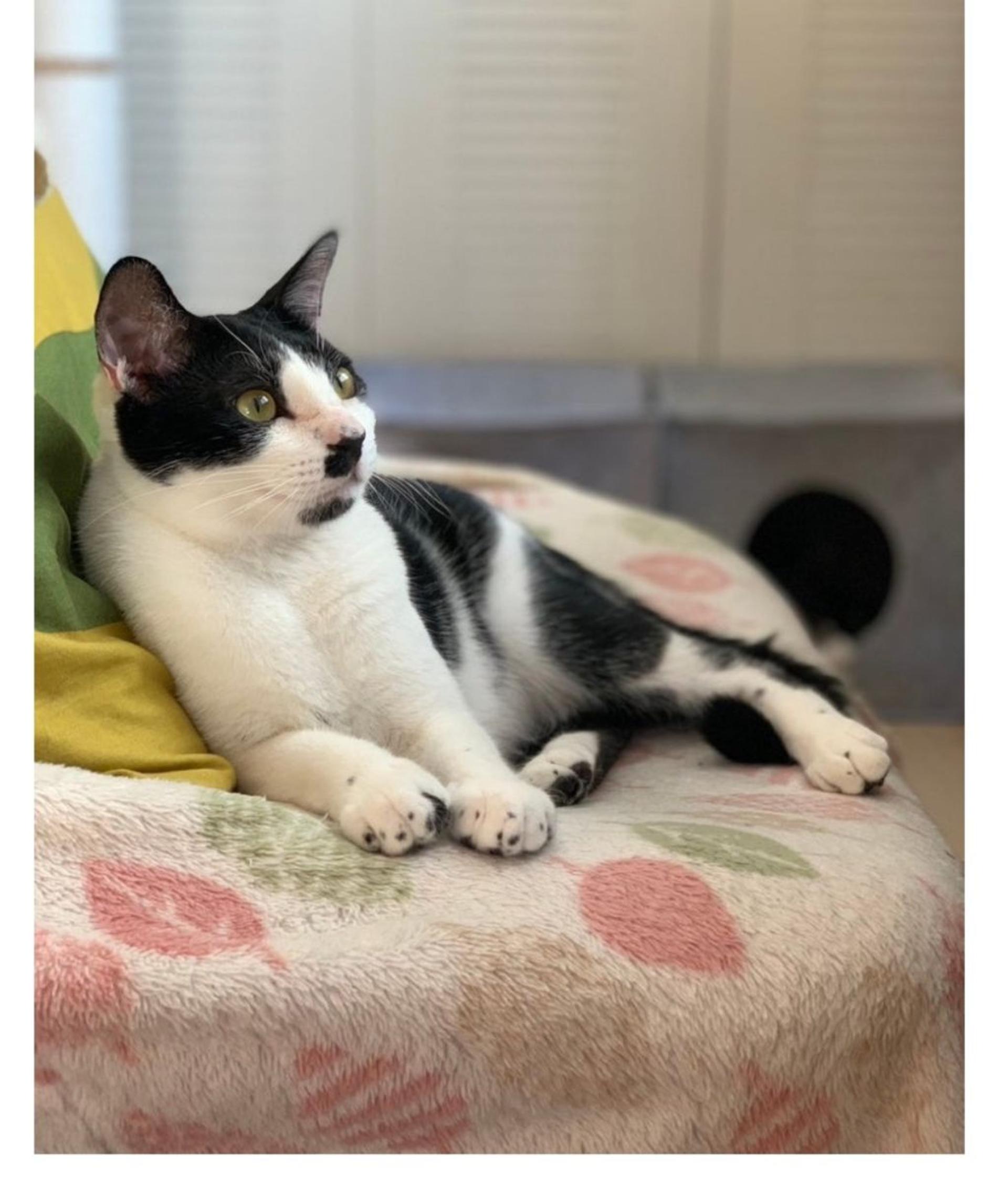 pet-image-3