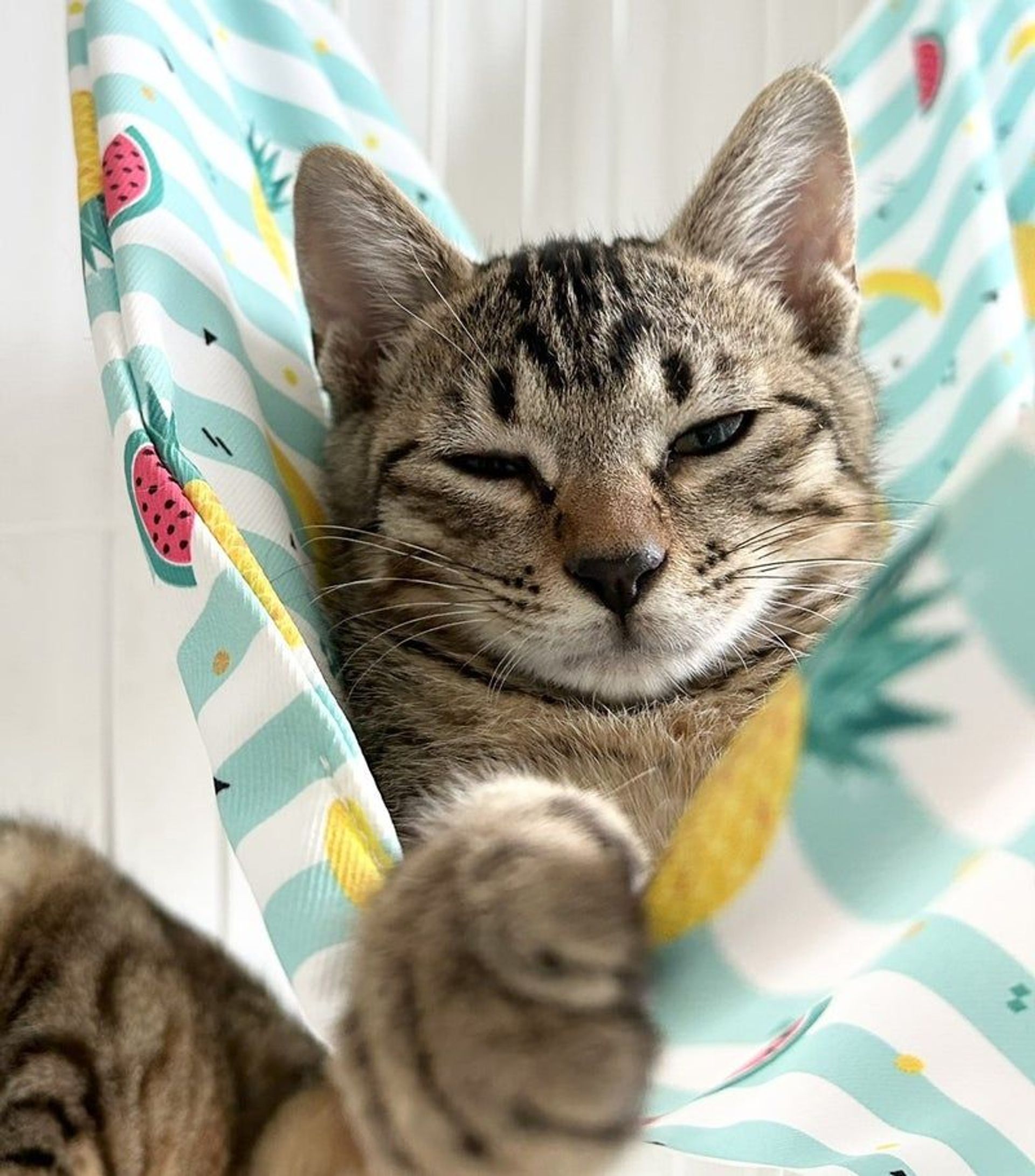 雑種（ミックス猫）・オスの里親募集の写真