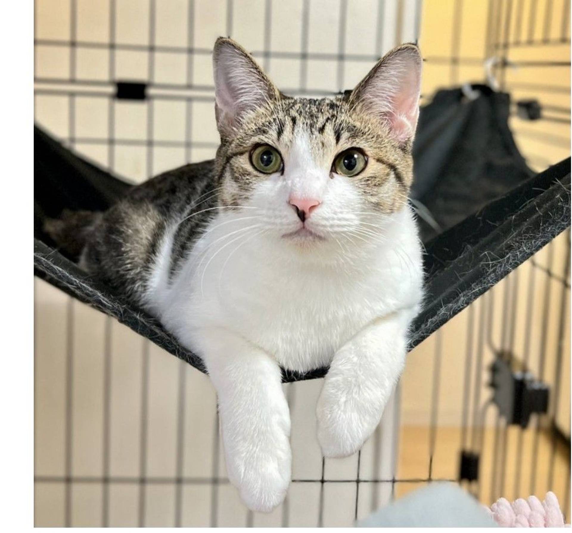 雑種（ミックス猫）・オスの里親募集の写真