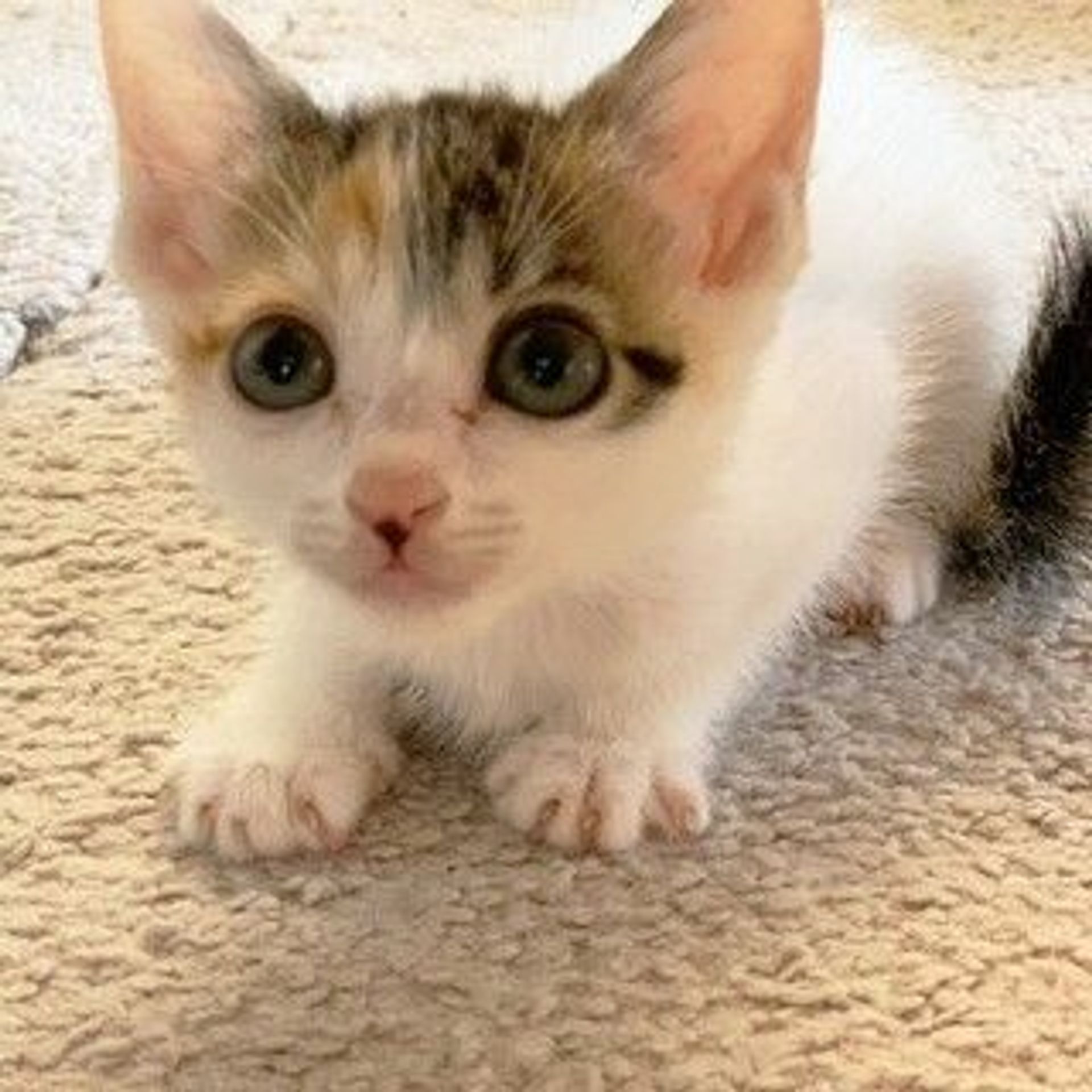 雑種（ミックス猫）・メスの里親募集の写真