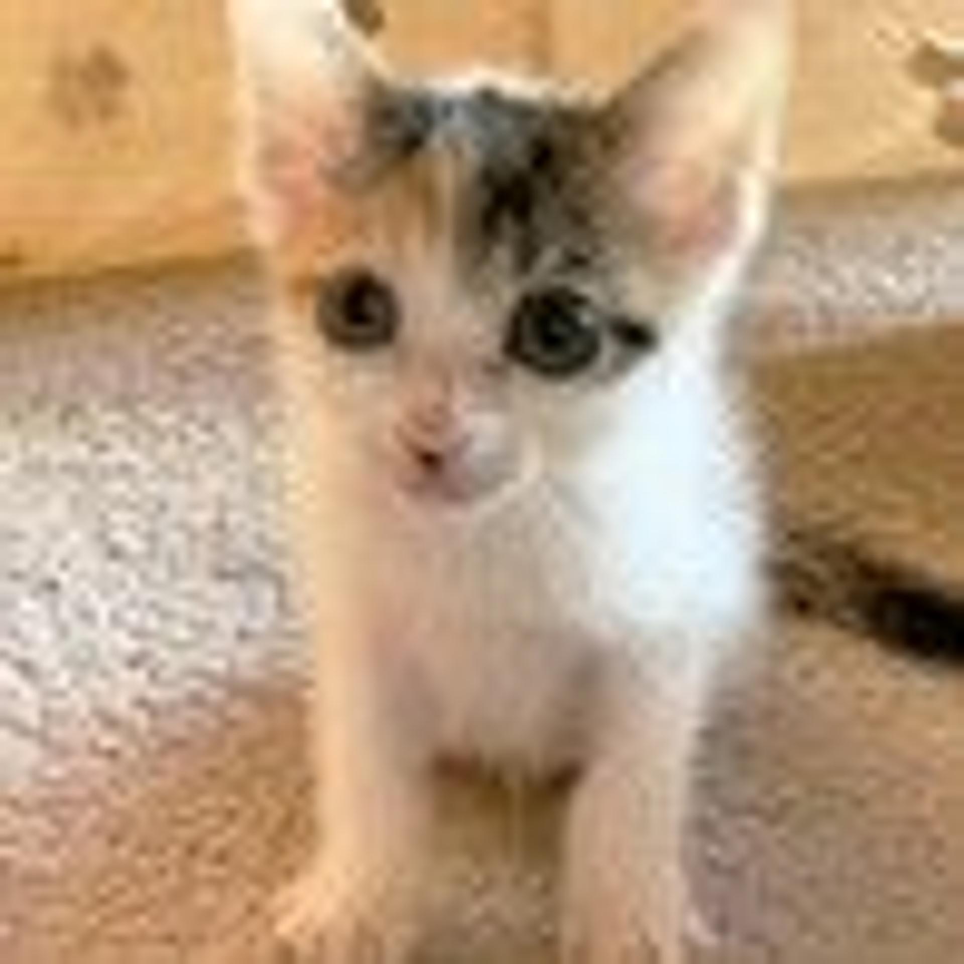 pet-image-2