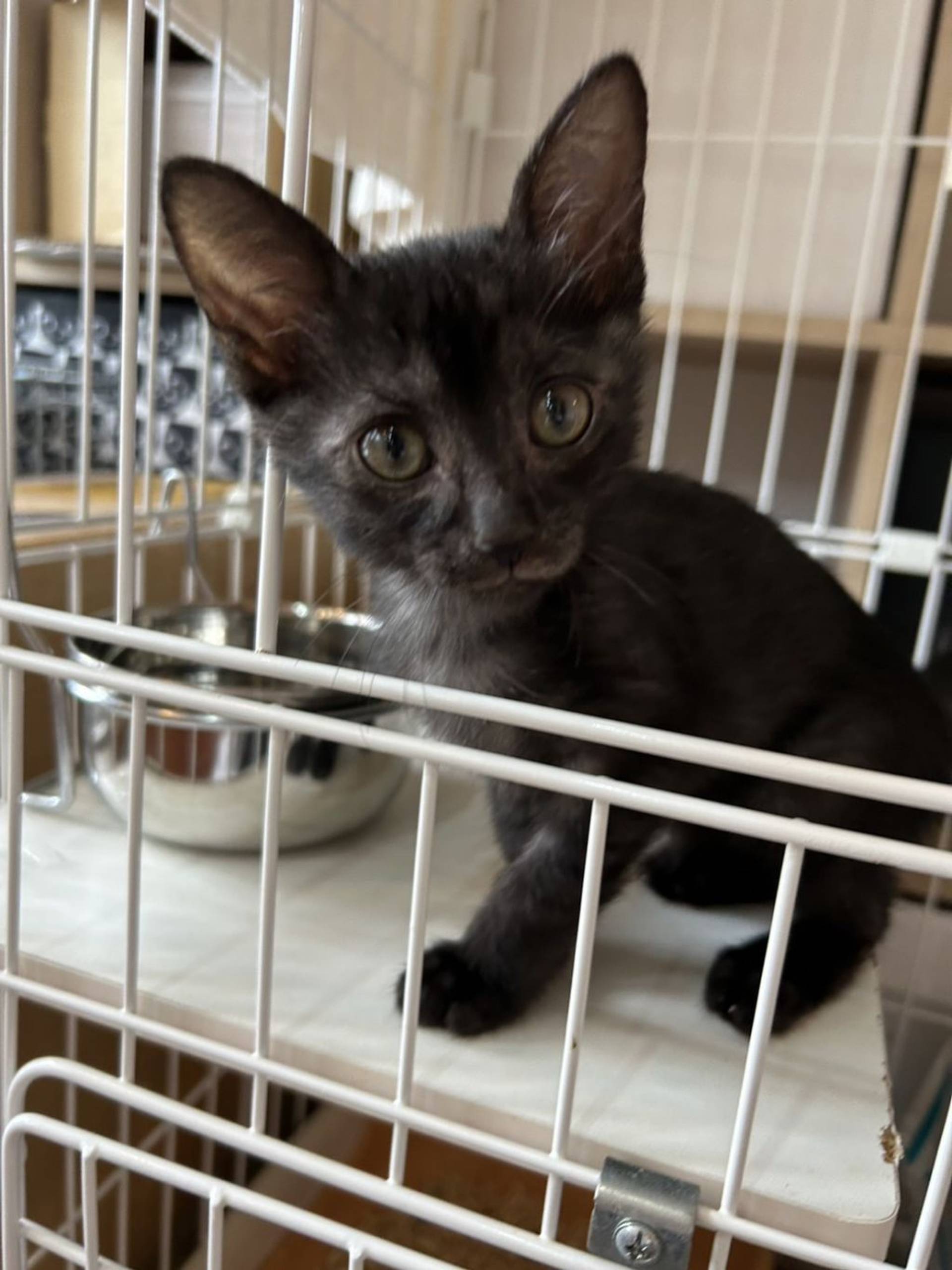 雑種（ミックス猫）・メスの里親募集の写真
