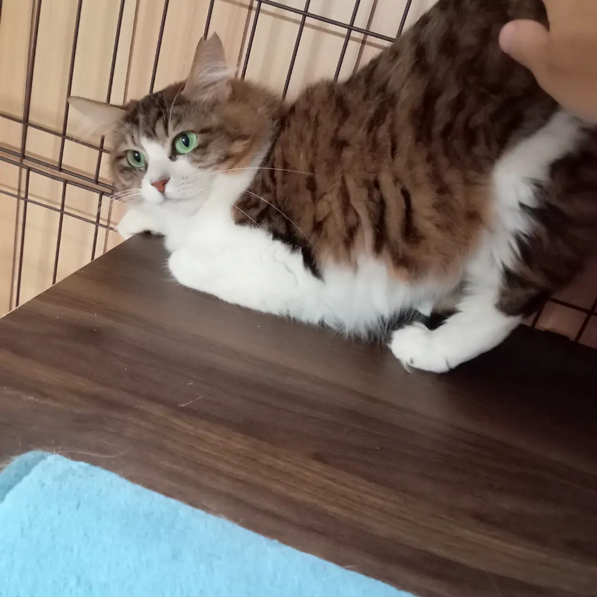雑種（ミックス猫）・メスの里親募集の写真
