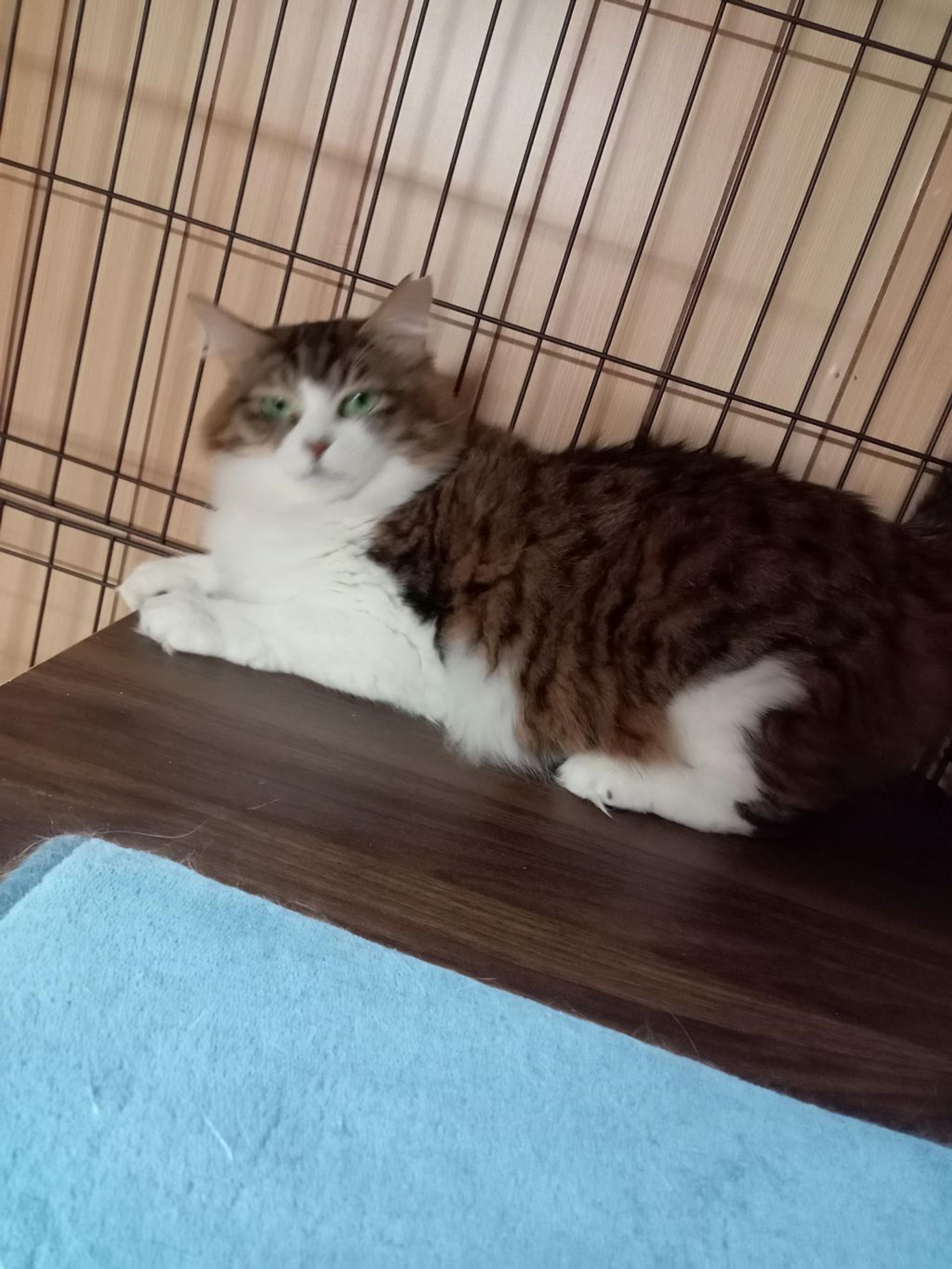 pet-image-3