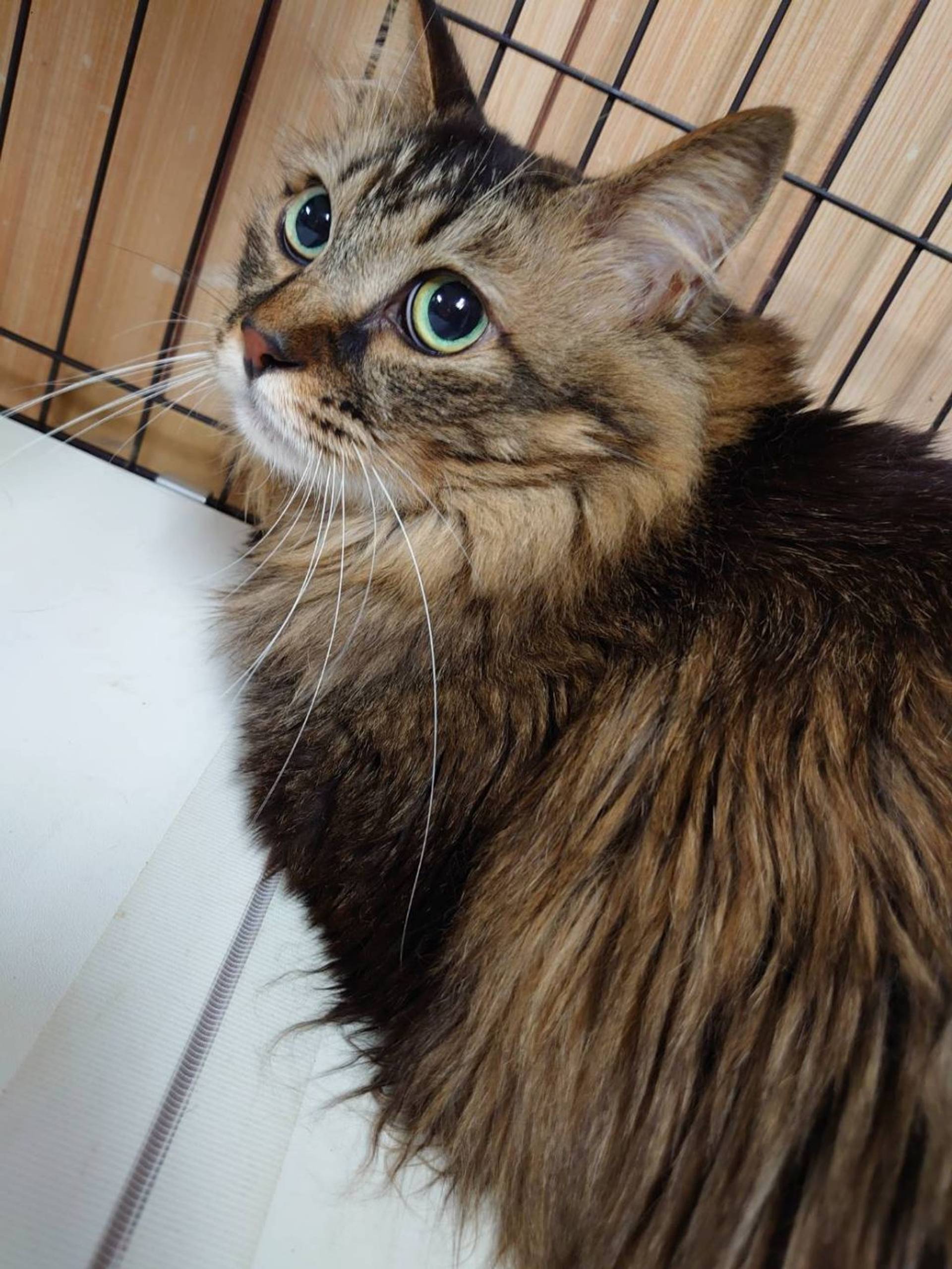 雑種（ミックス猫）・オスの里親募集の写真