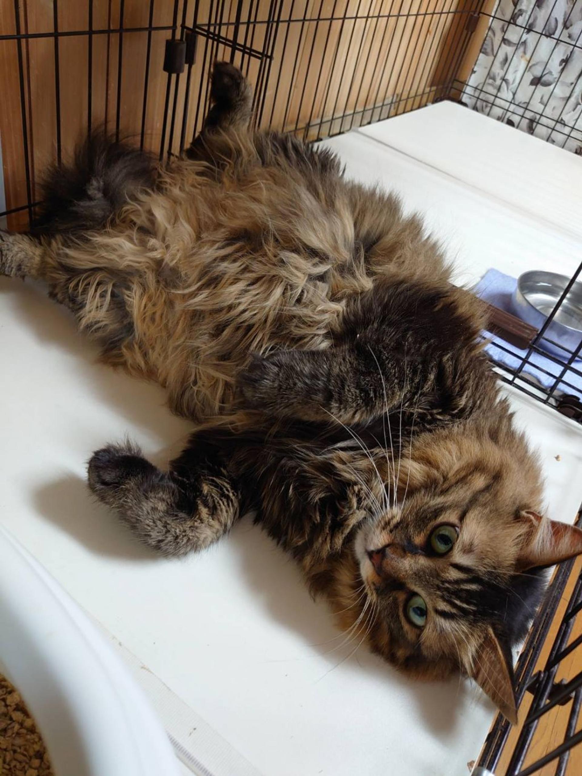 pet-image-2