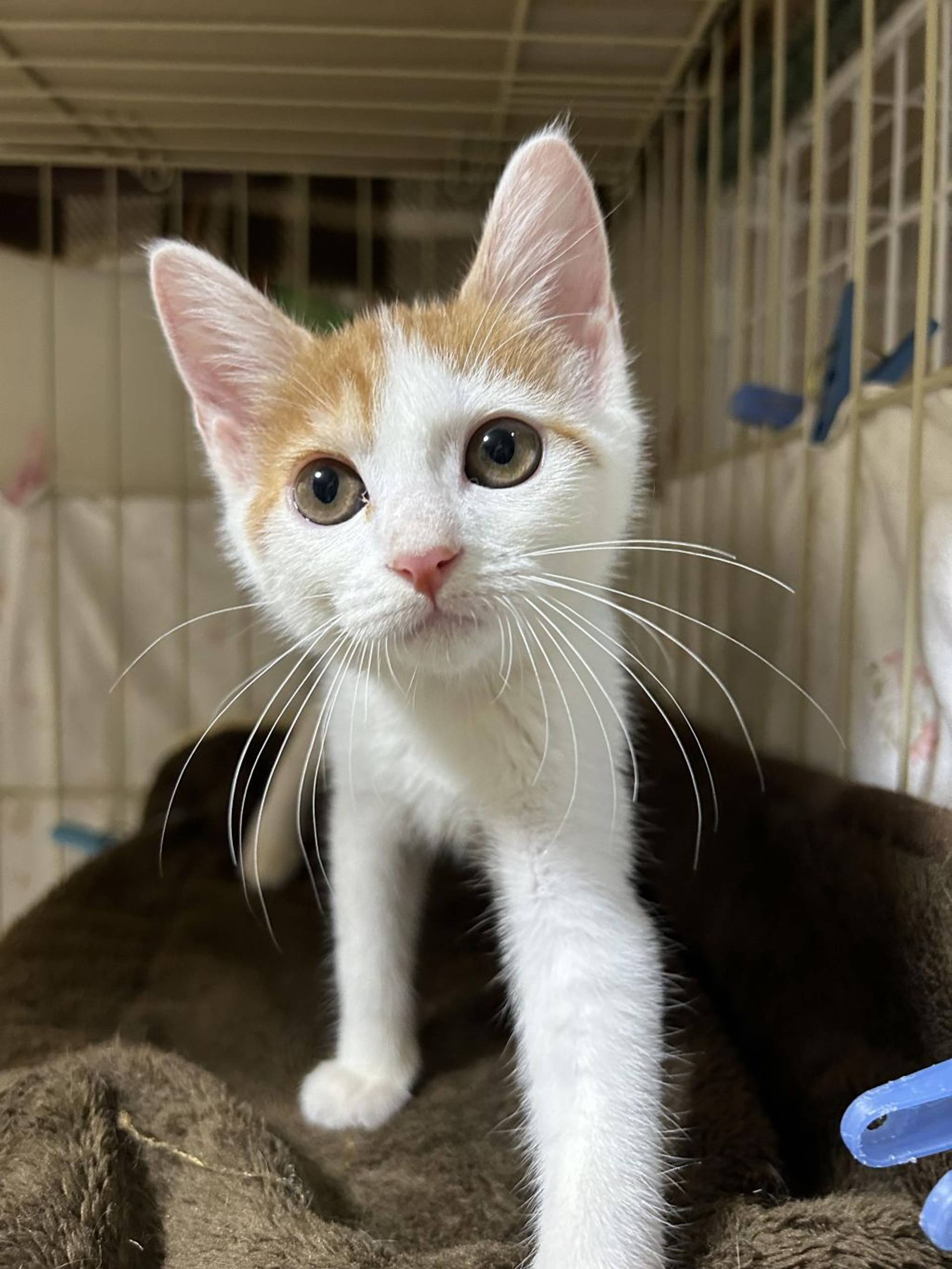 雑種（ミックス猫）・メスの里親募集の写真