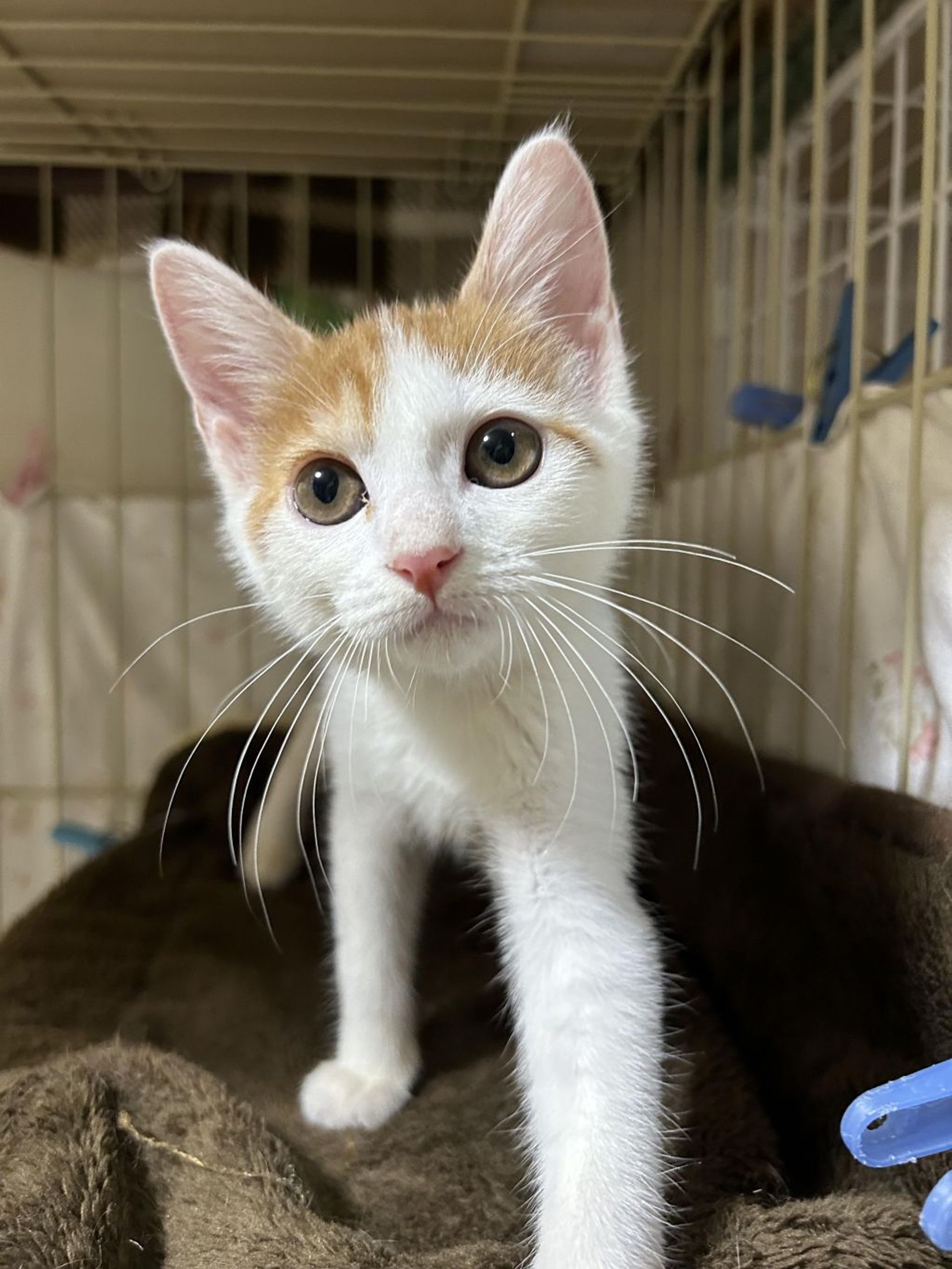 雑種（ミックス猫）・メスの里親募集の写真