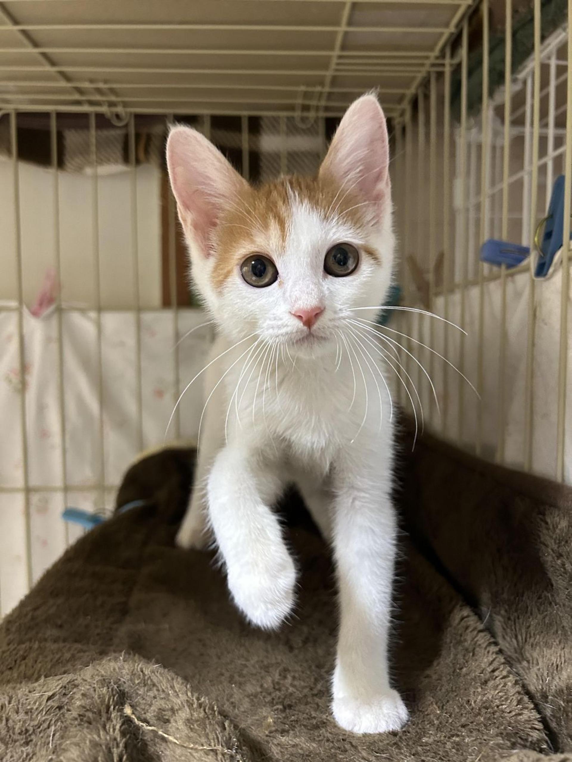 pet-image-3
