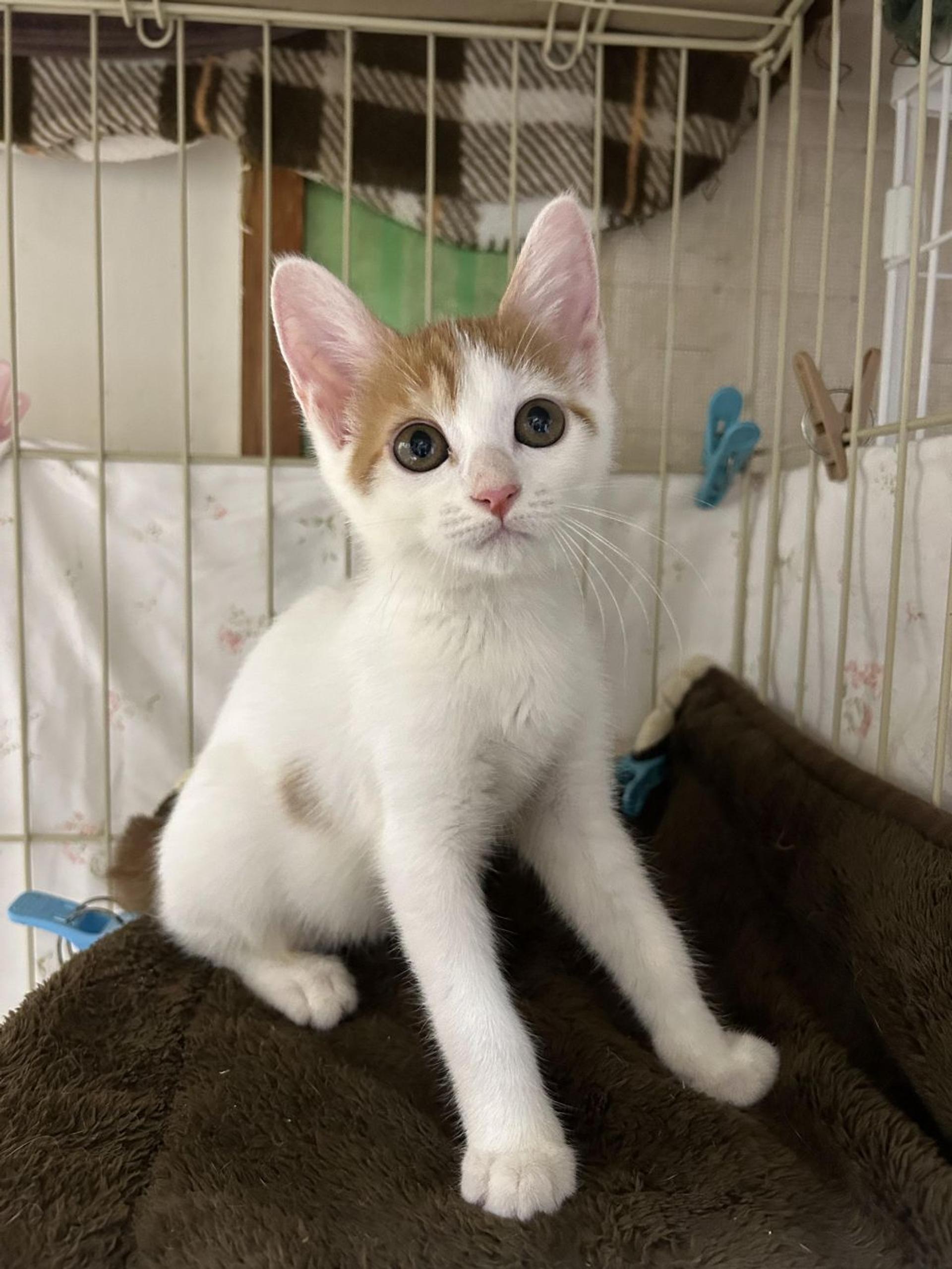 pet-image-4