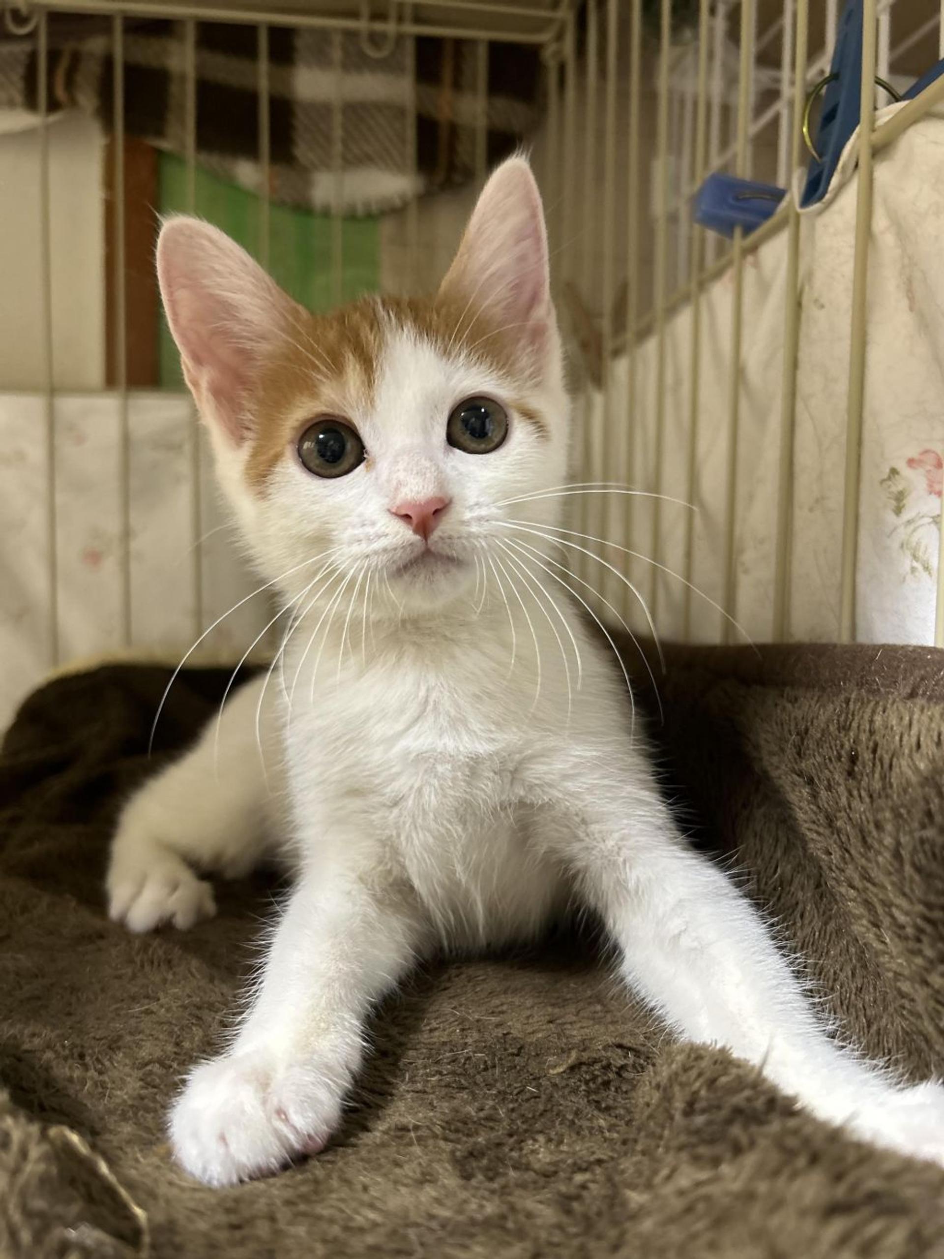 pet-image-7