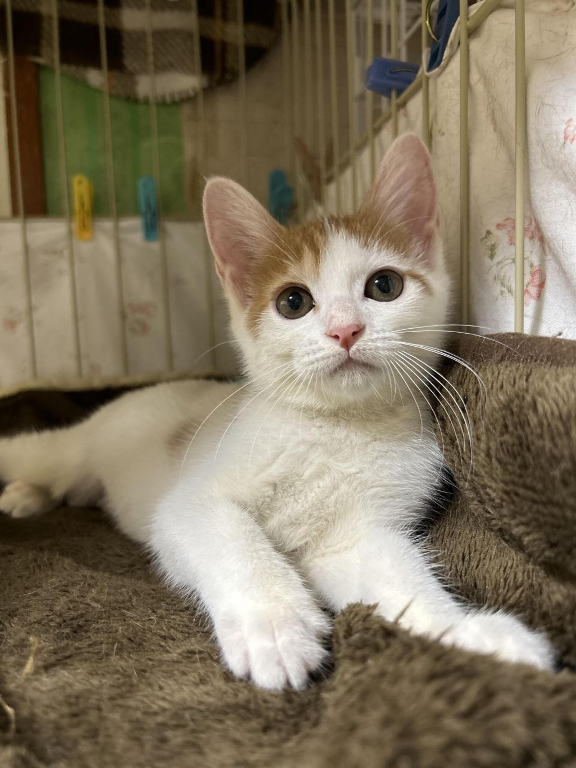 pet-image-8