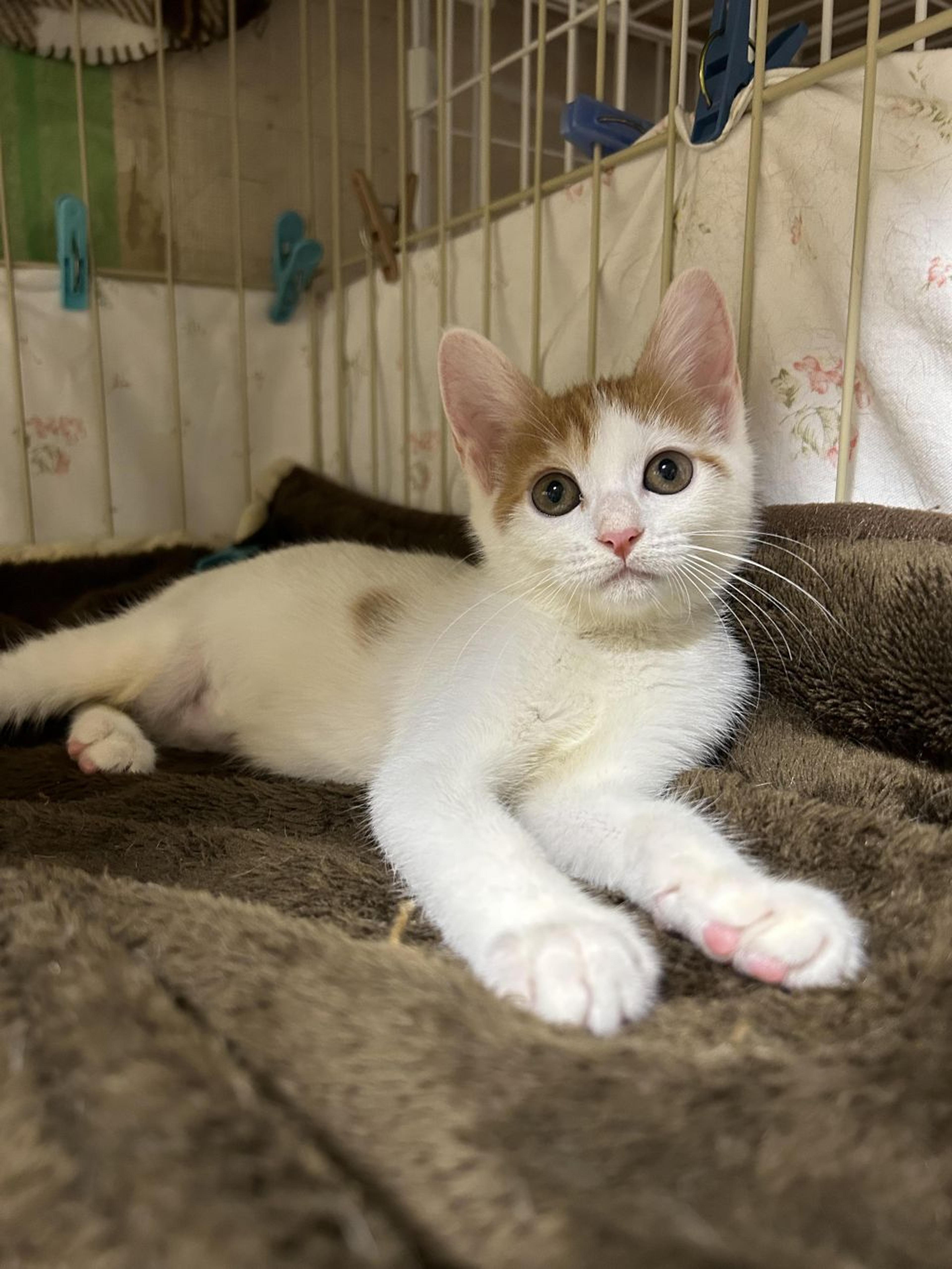 pet-image-9