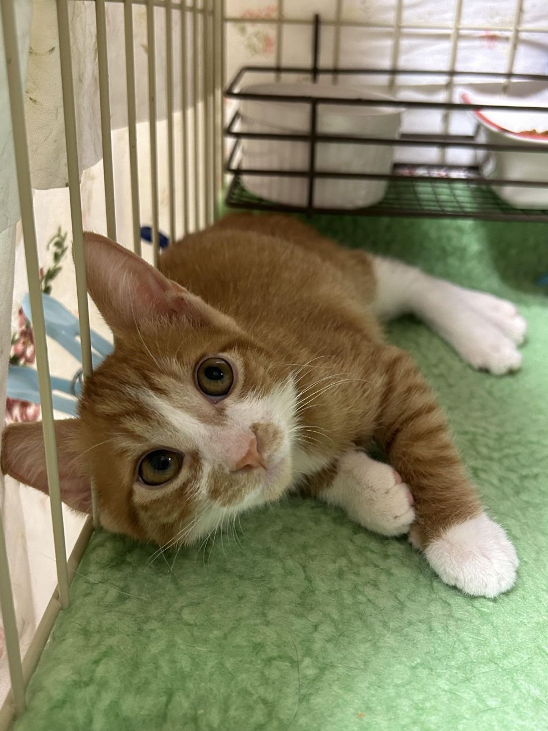 雑種（ミックス猫）・オスの里親募集の写真