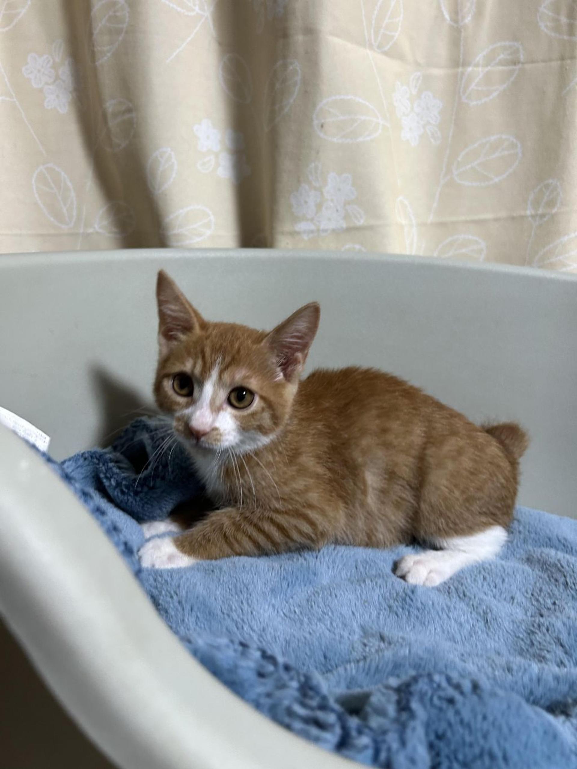 pet-image-5