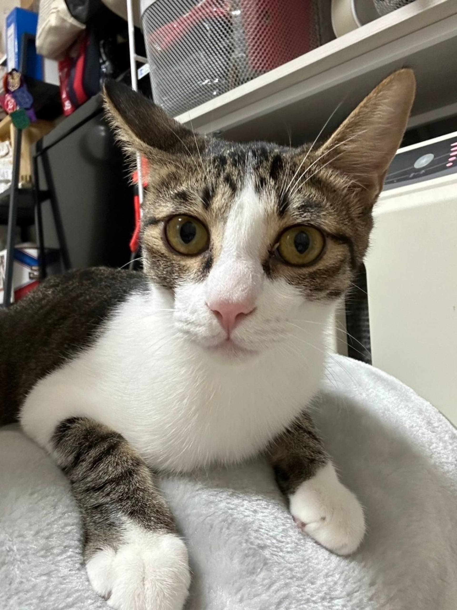 雑種（ミックス猫）・オスの里親募集の写真