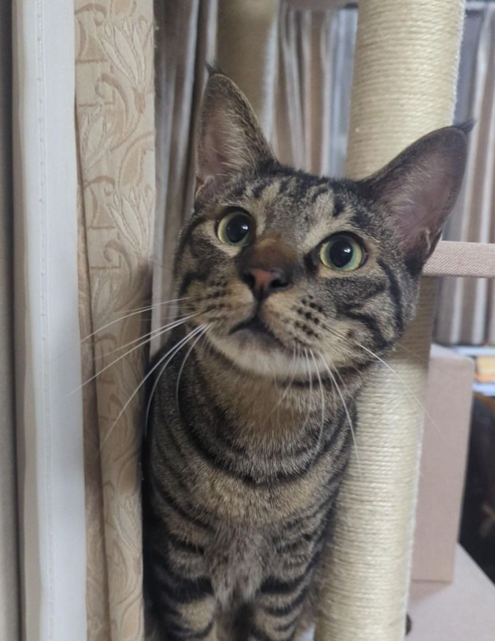 雑種（ミックス猫）・オスの里親募集の写真