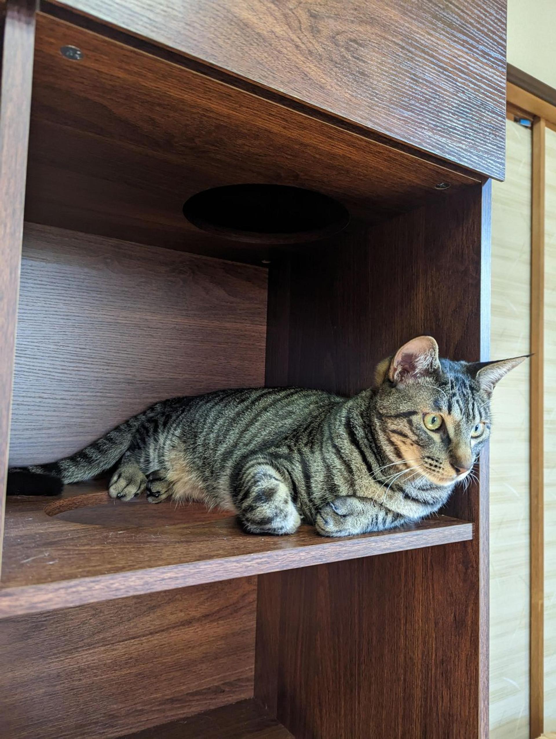 pet-image-5