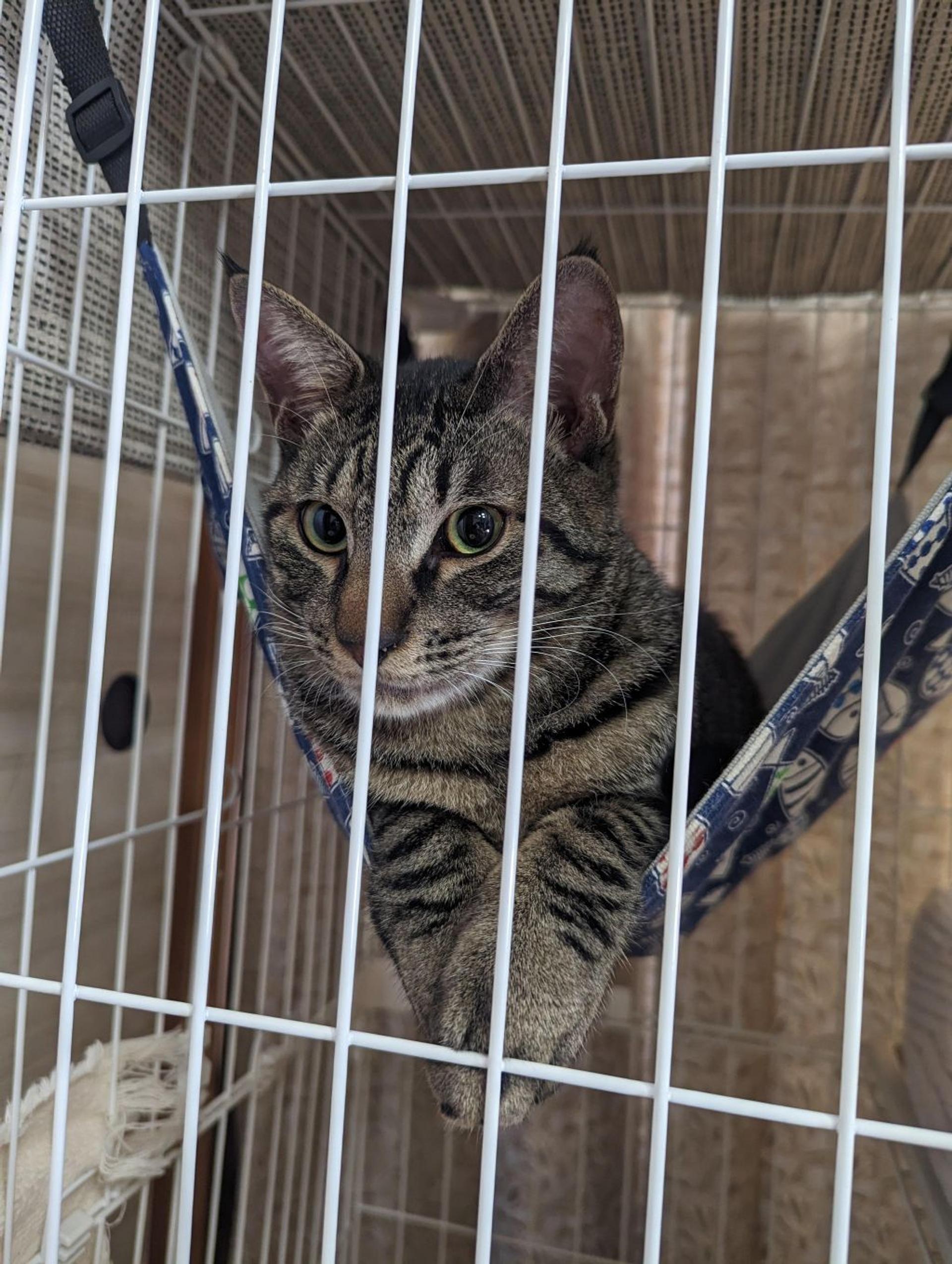 pet-image-8