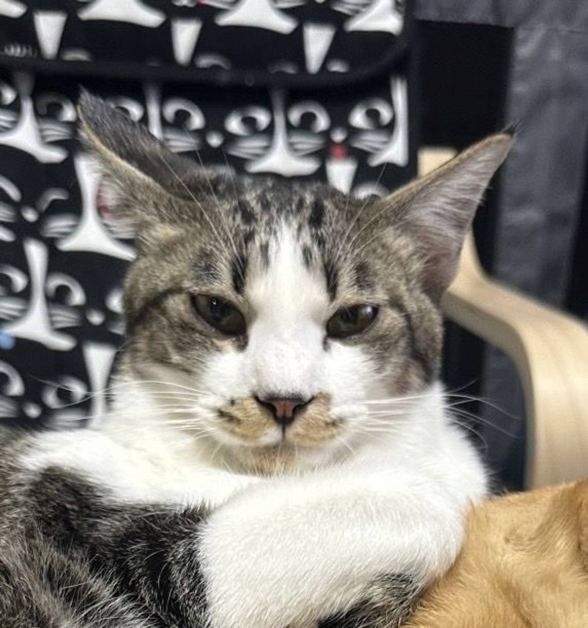 雑種（ミックス猫）・オスの里親募集の写真