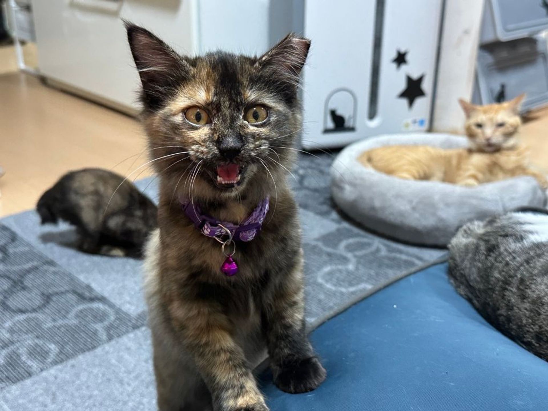 雑種（ミックス猫）・メスの里親募集の写真